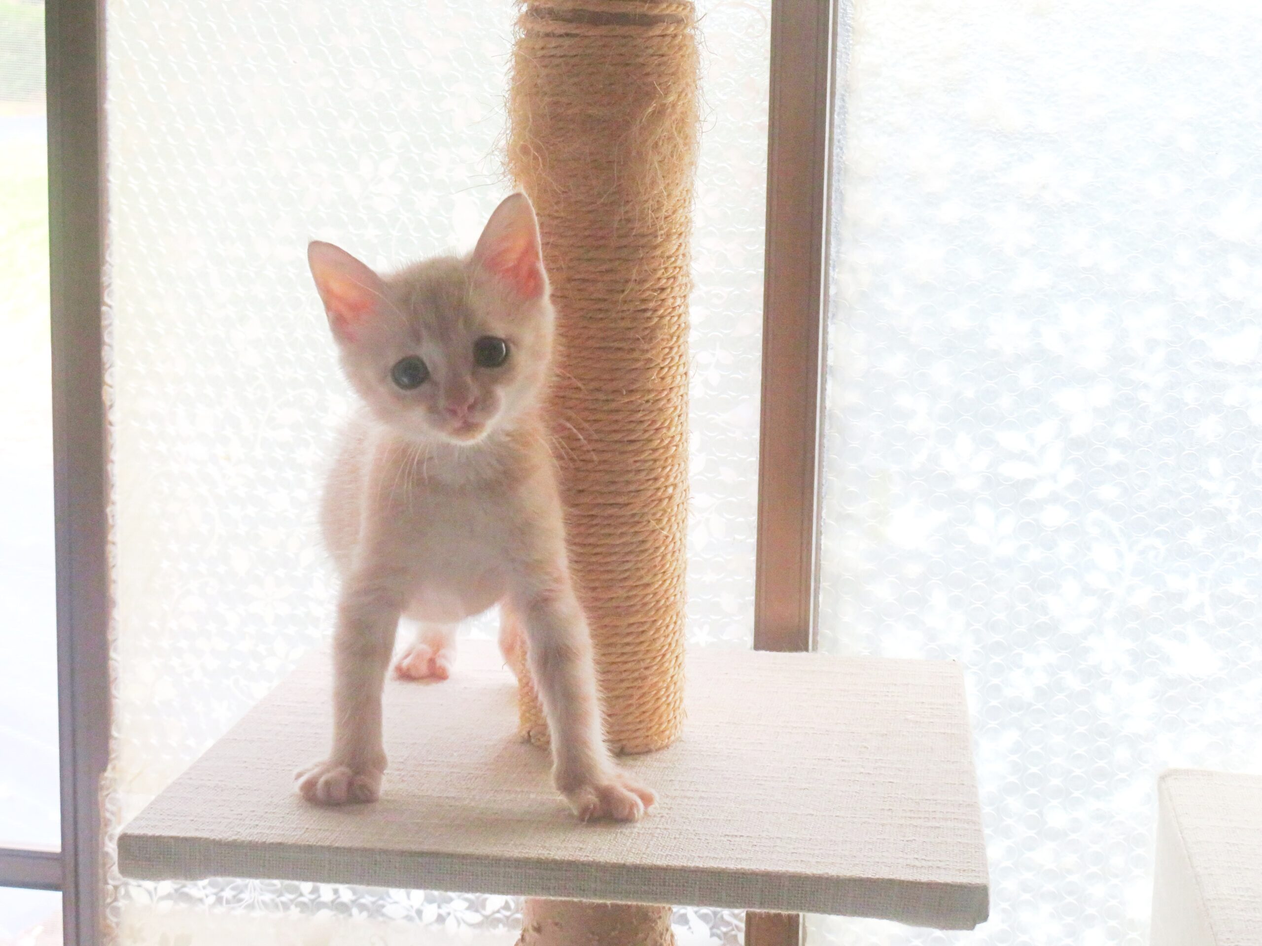こねこ、そら、遊ぶ