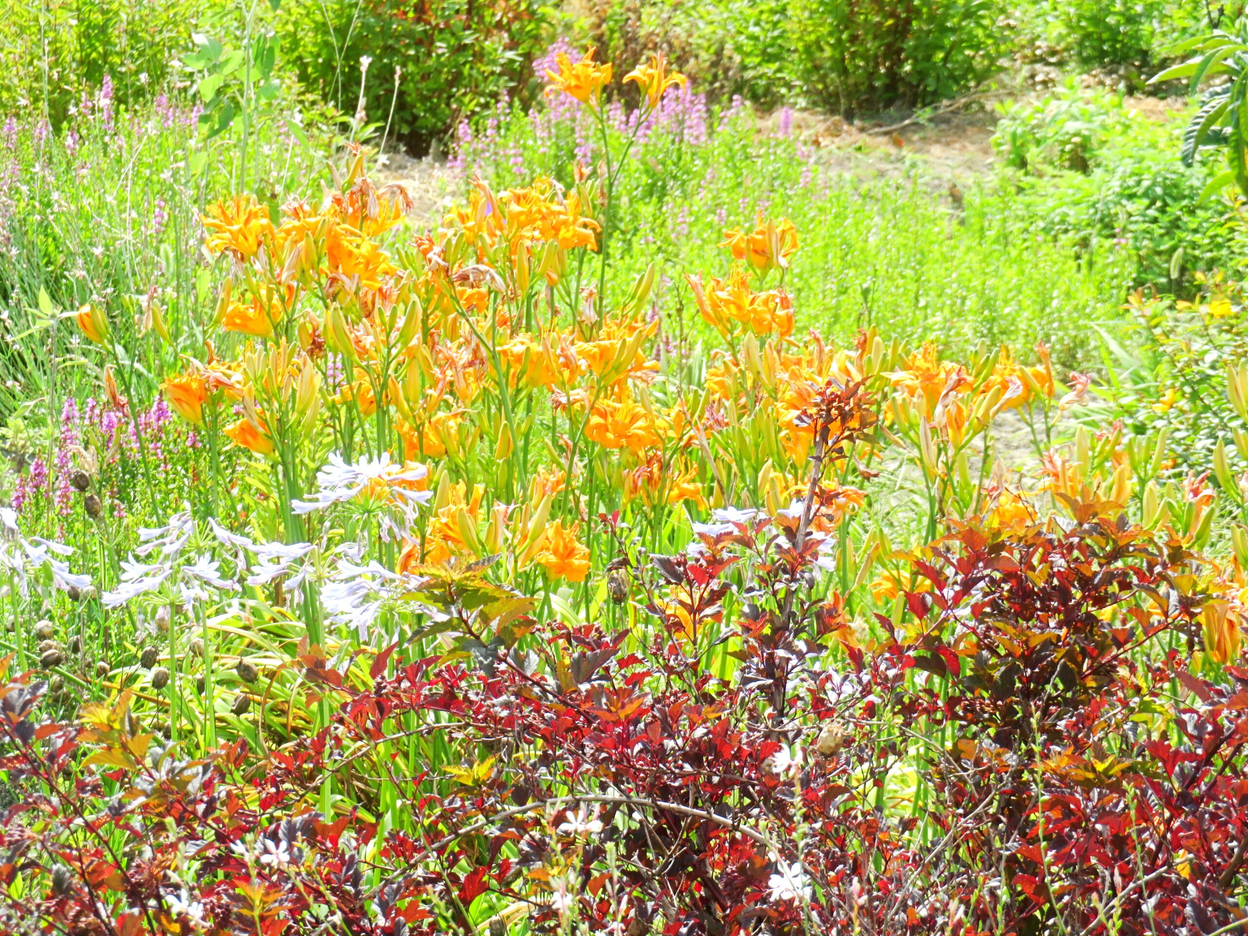 7月の畑花壇
