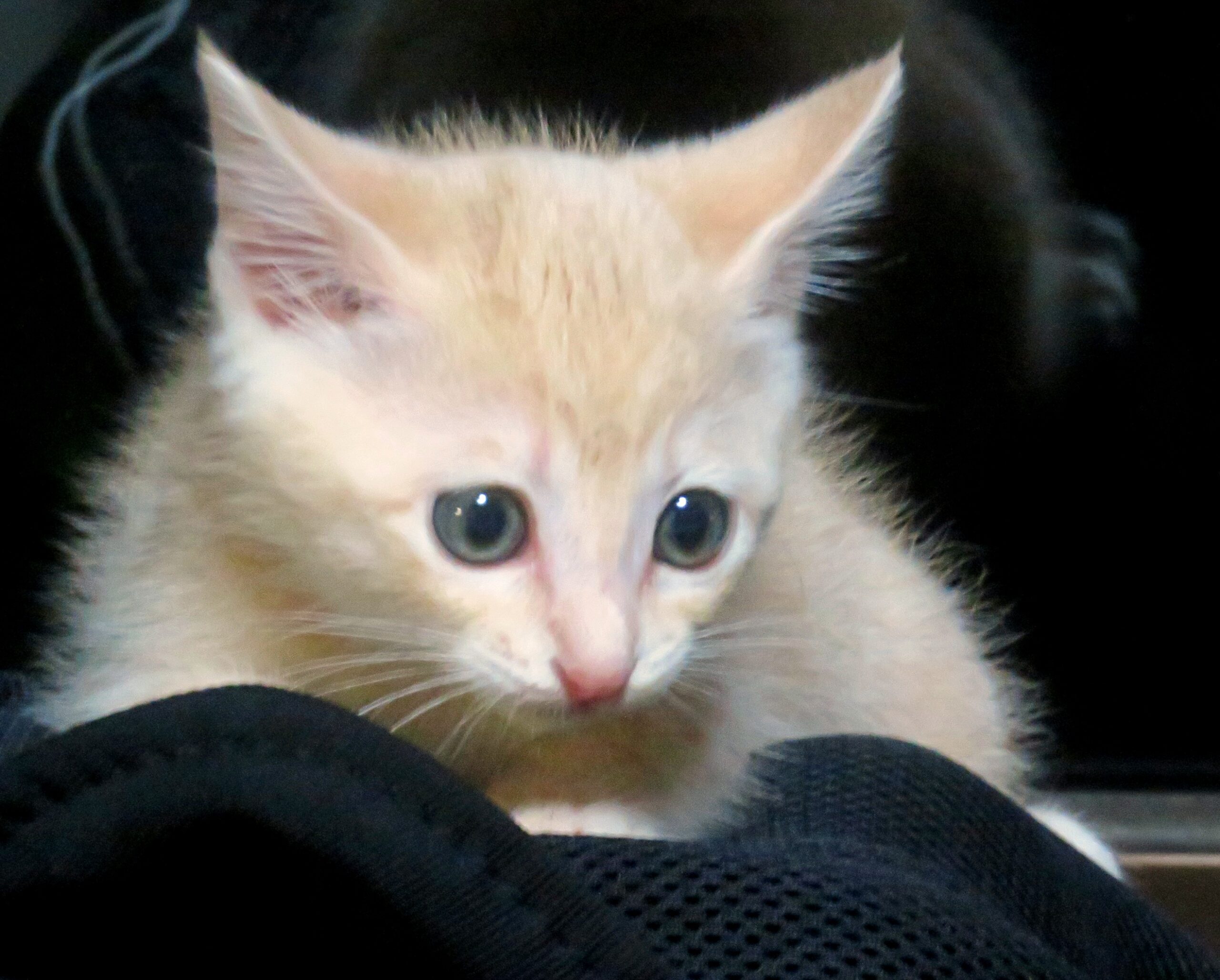 こねこ、そら、遊ぶ