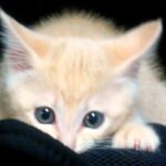 こねこ、そら、遊ぶ