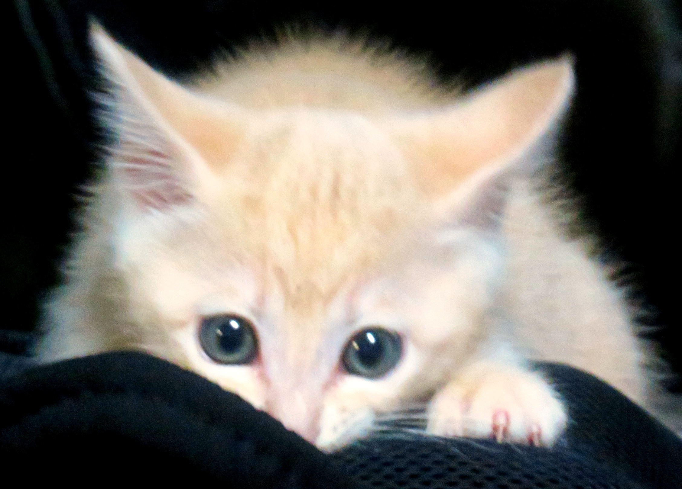 こねこ、そら、遊ぶ