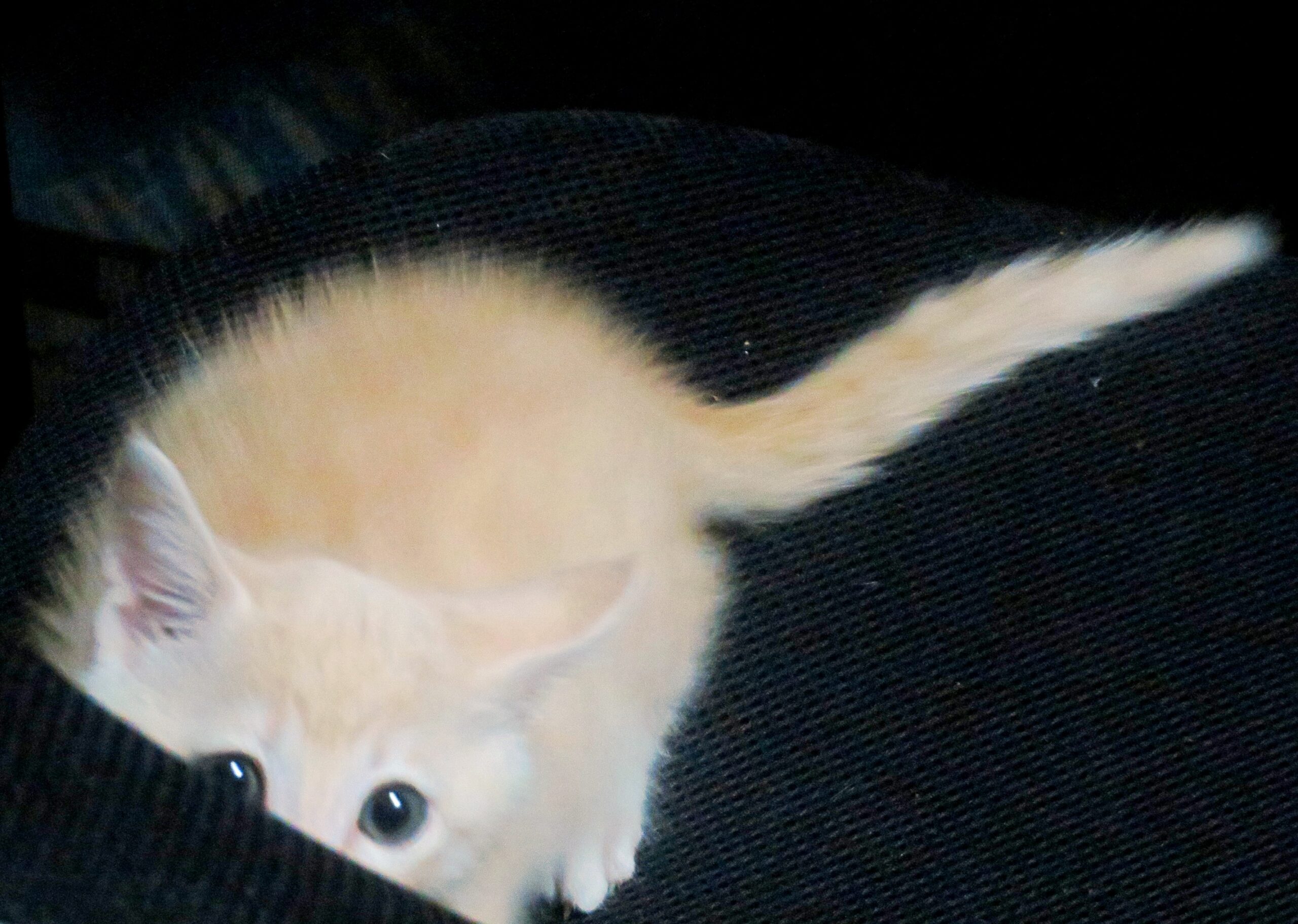 こねこ、そら、遊ぶ