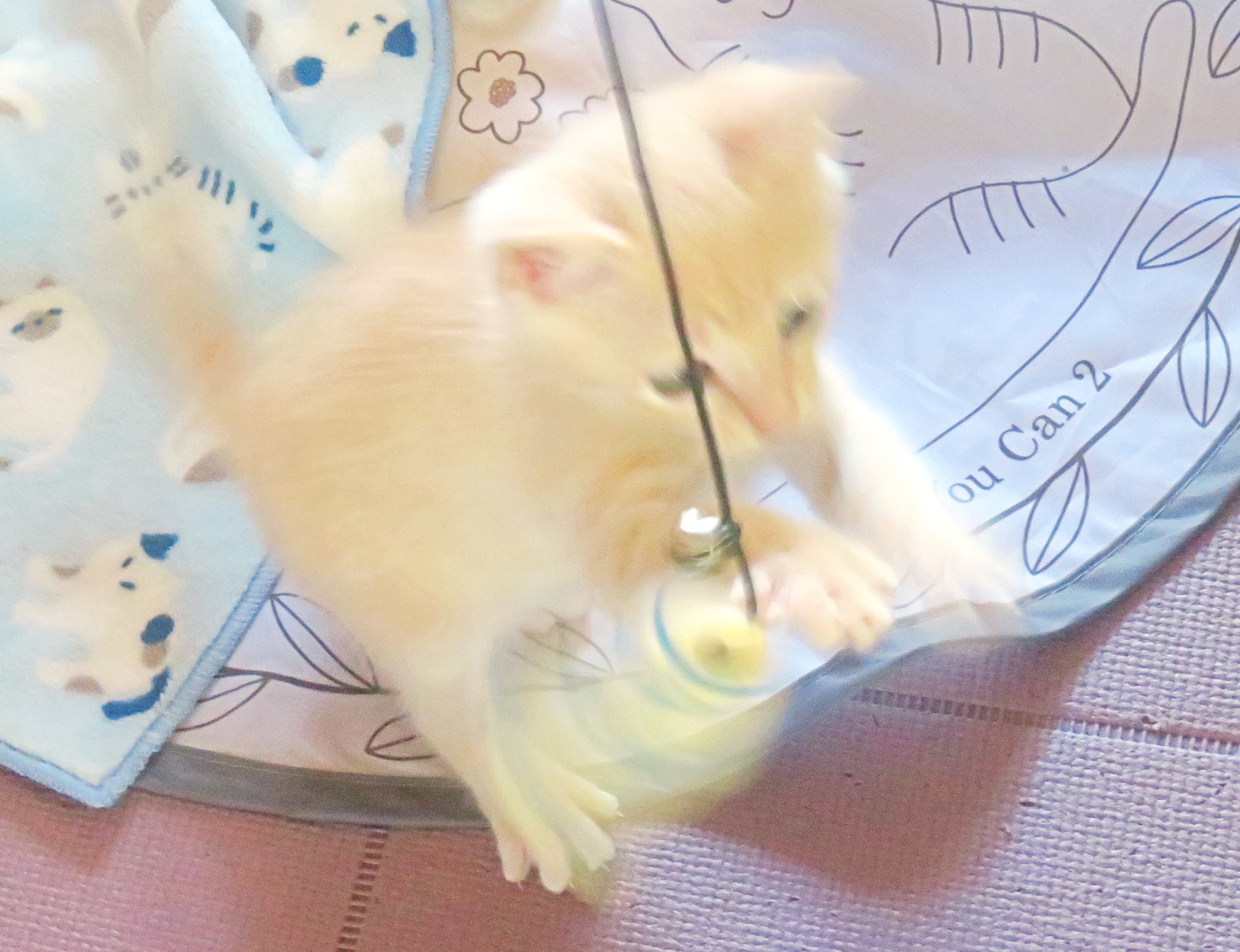 こねこ、そら、遊ぶ