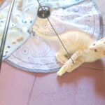 こねこ、そら、遊ぶ