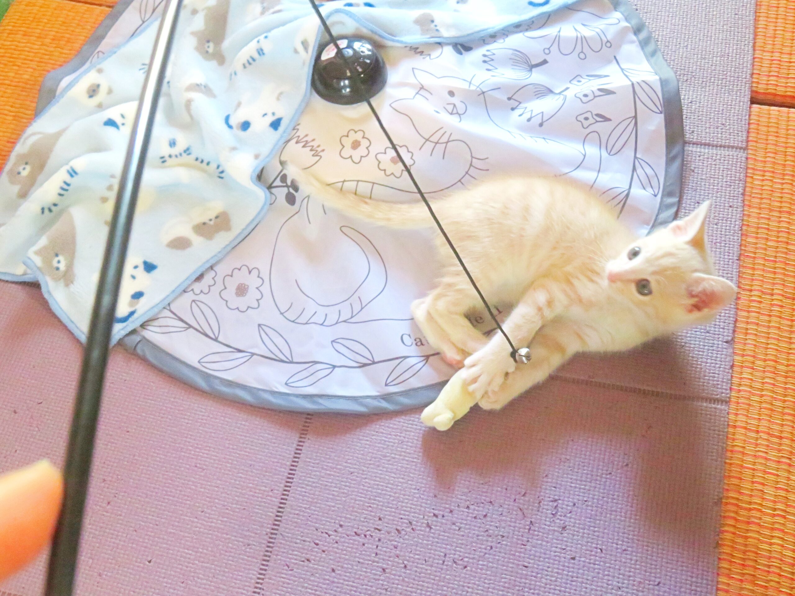 こねこ、そら、遊ぶ