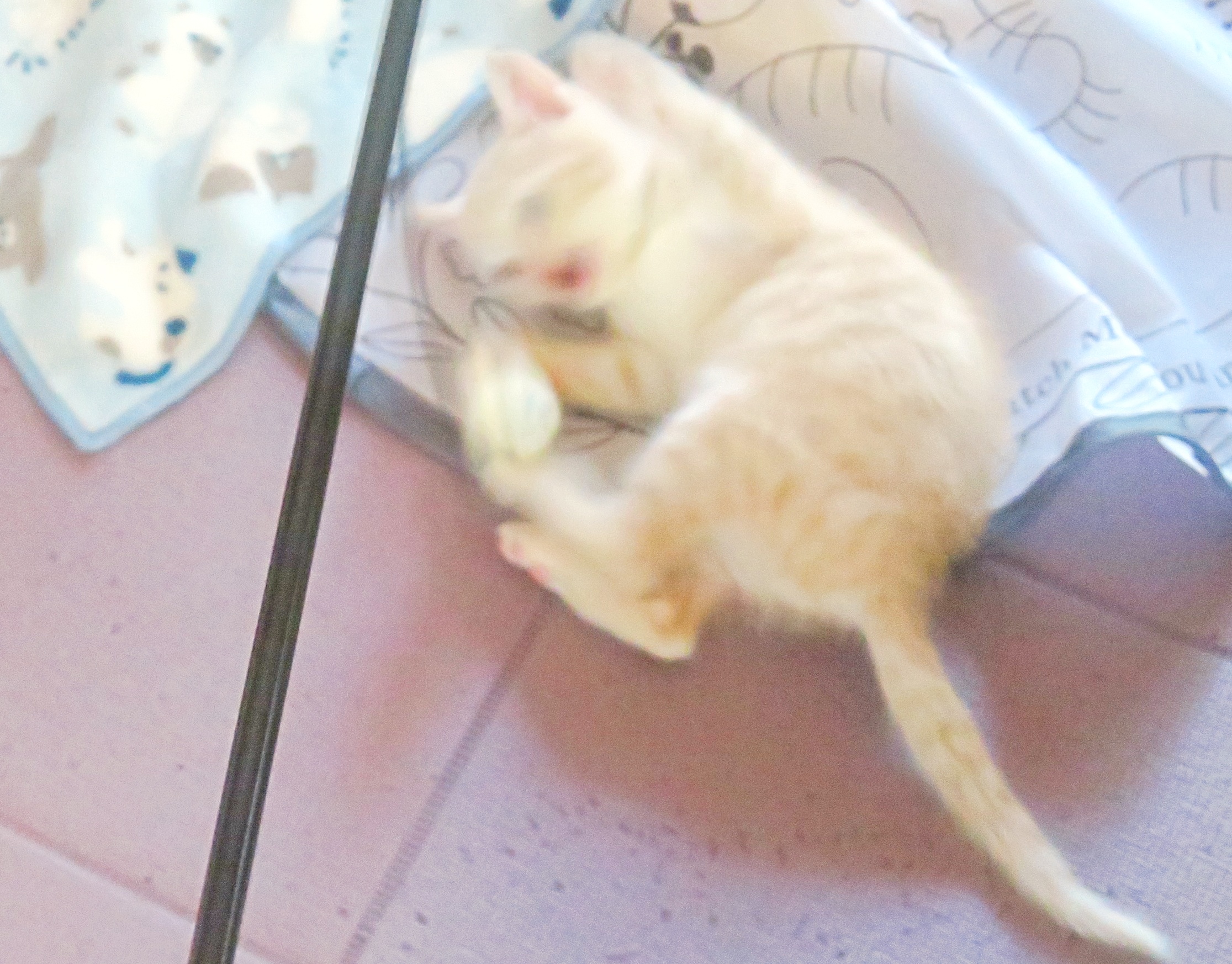 こねこ、そら、遊ぶ