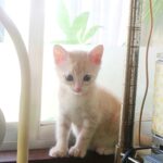 こねこ、そら、遊ぶ
