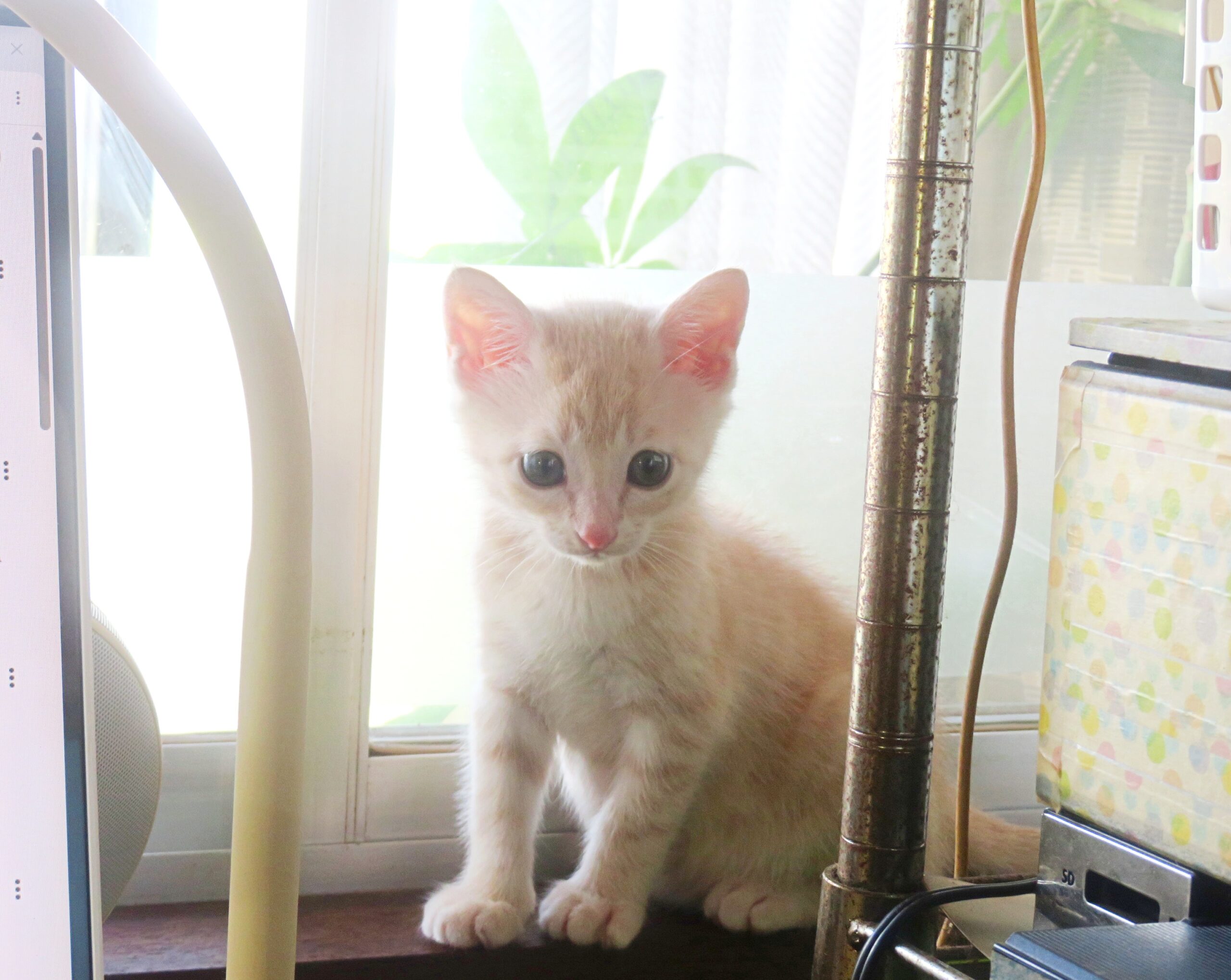 こねこ、そら、遊ぶ
