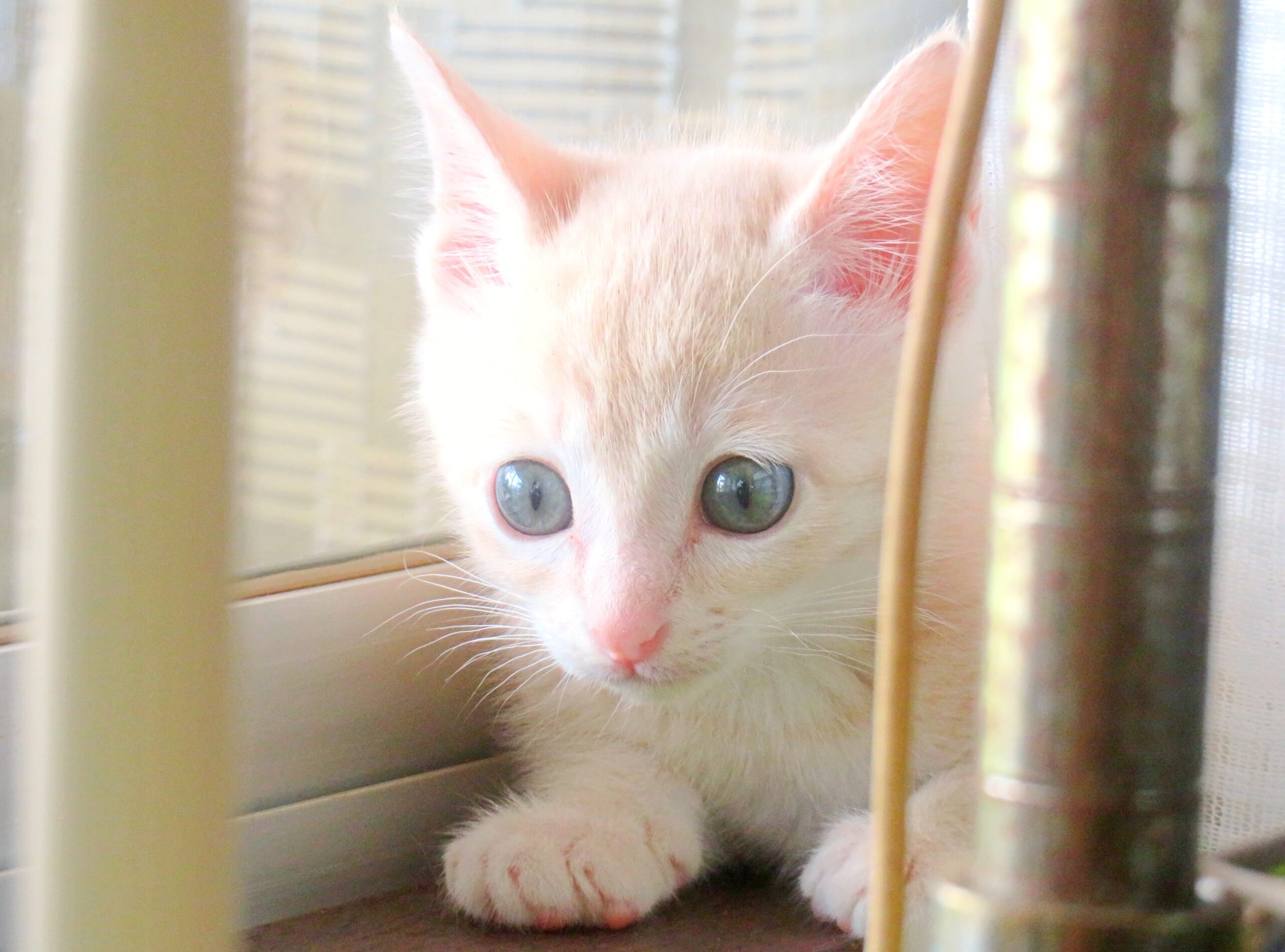 こねこ、そら、遊ぶ