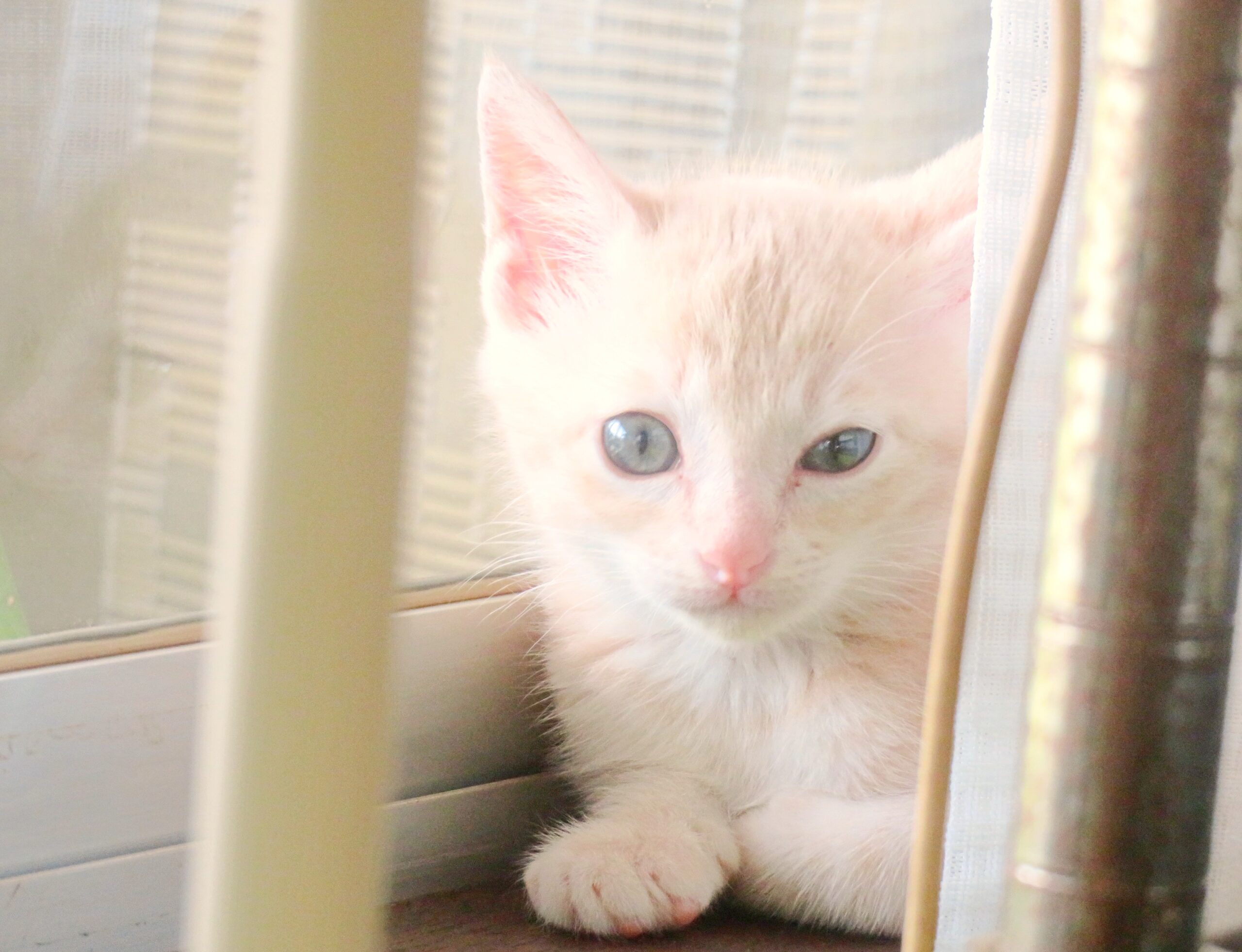 こねこ、そら、遊ぶ