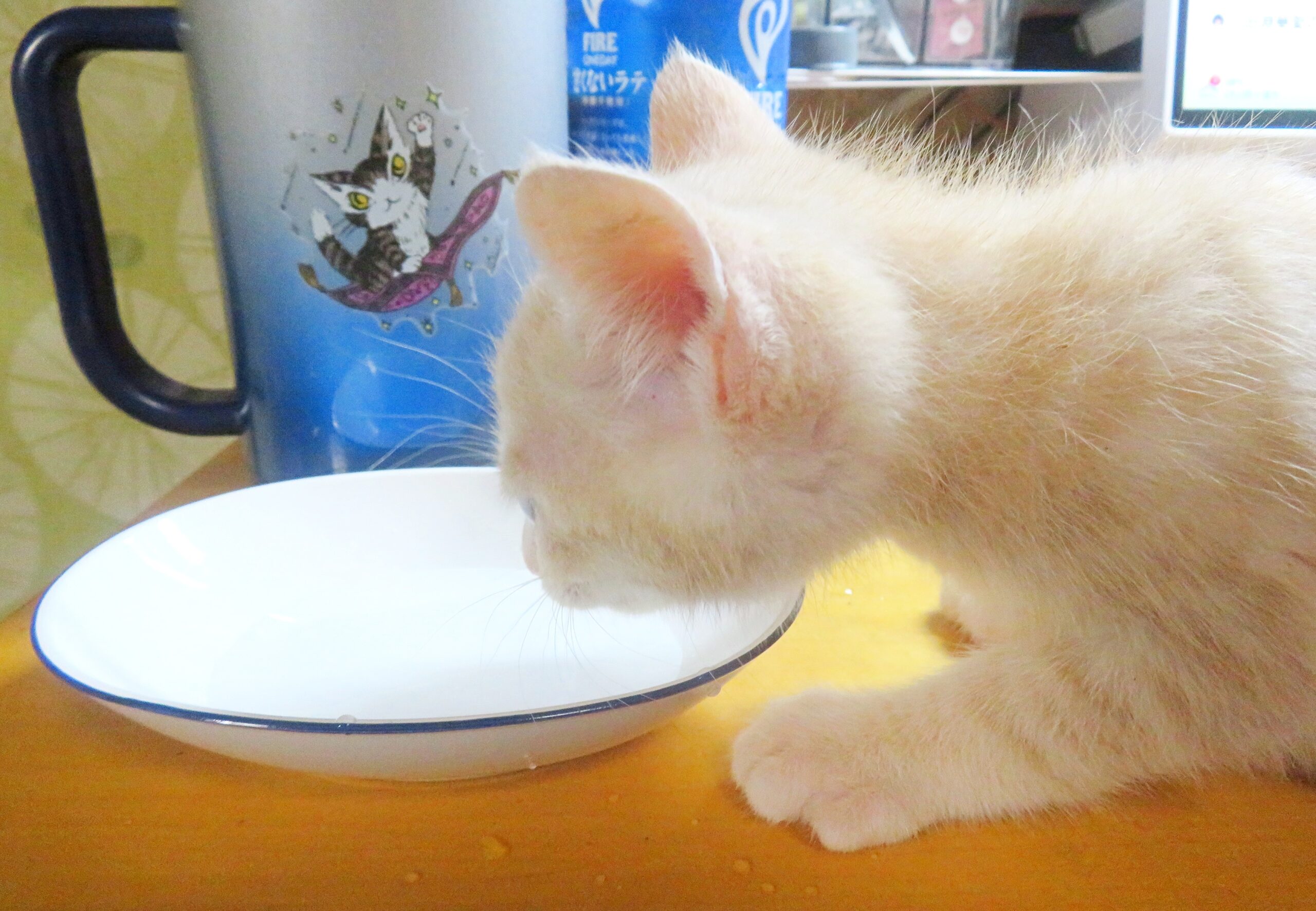 こねこ、そら、遊ぶ