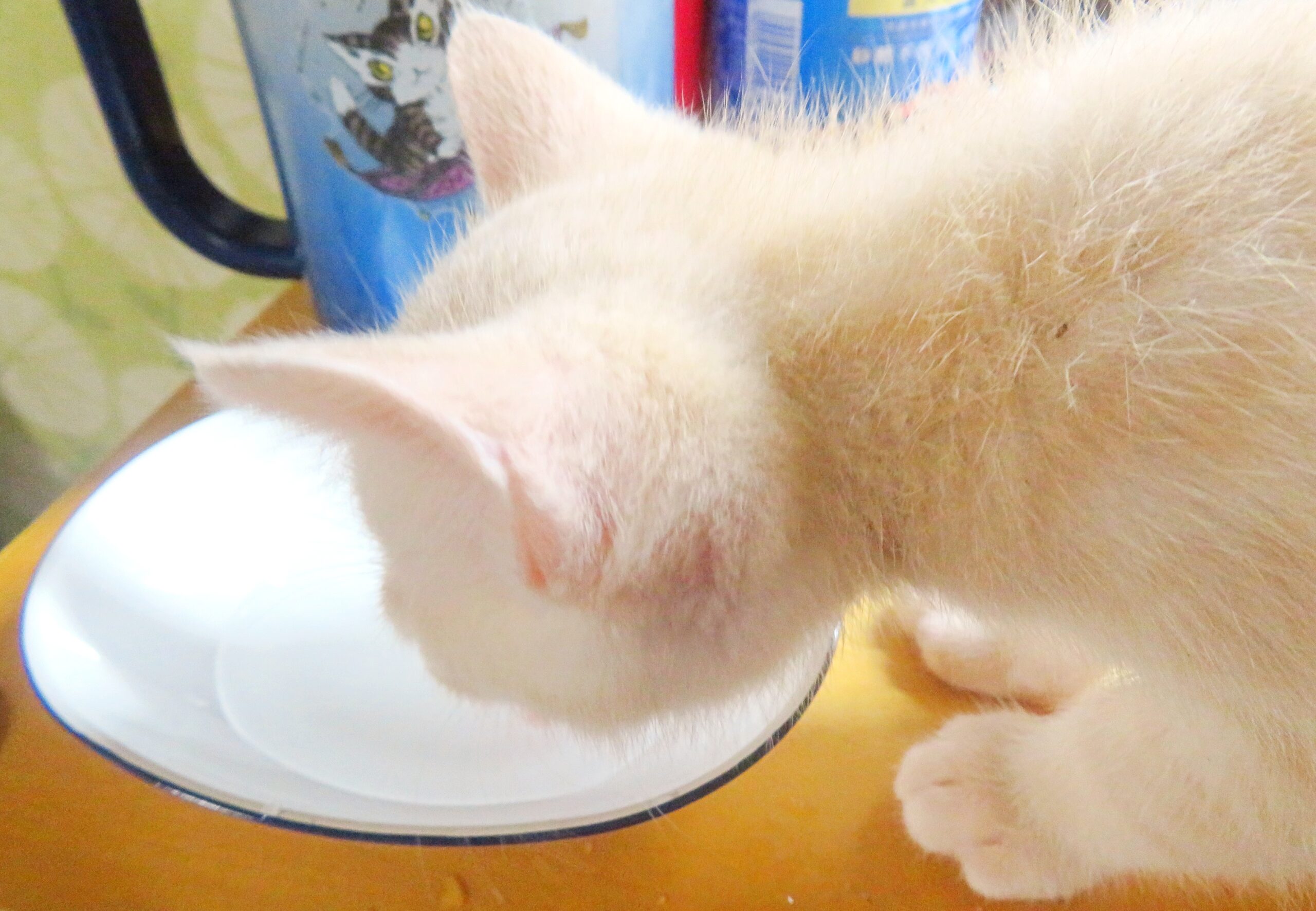 こねこ、そら、遊ぶ
