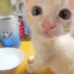 こねこ、そら、遊ぶ