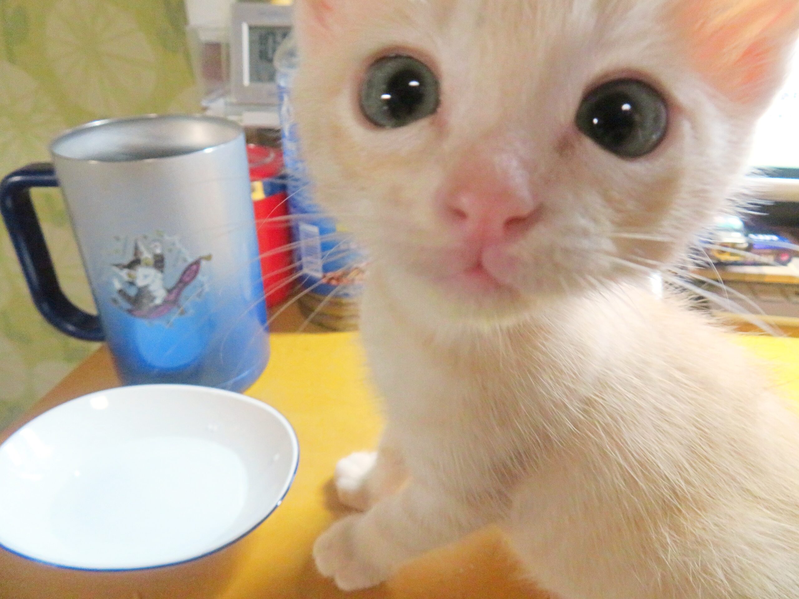 こねこ、そら、遊ぶ