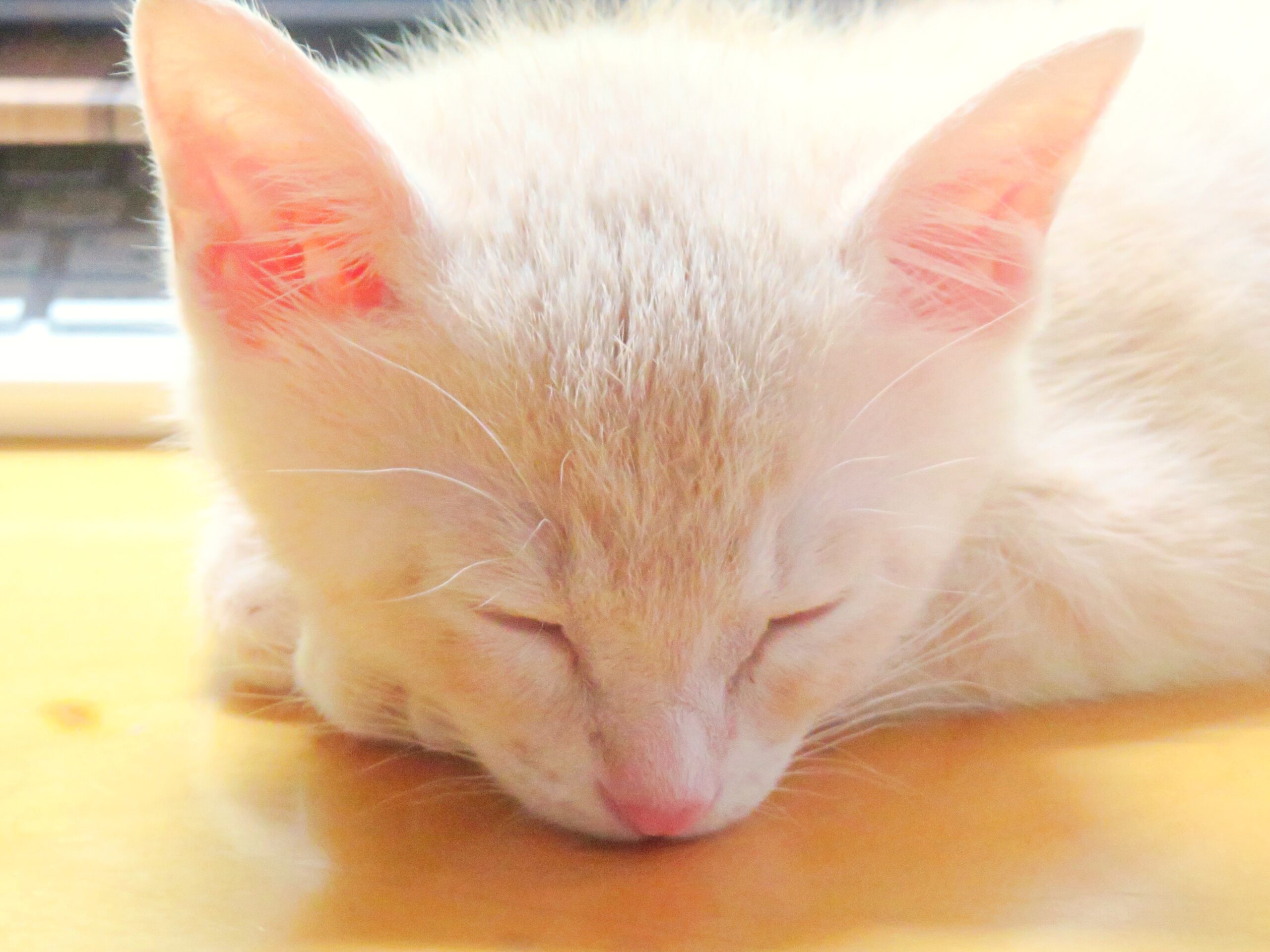 こねこ、そら、寝る