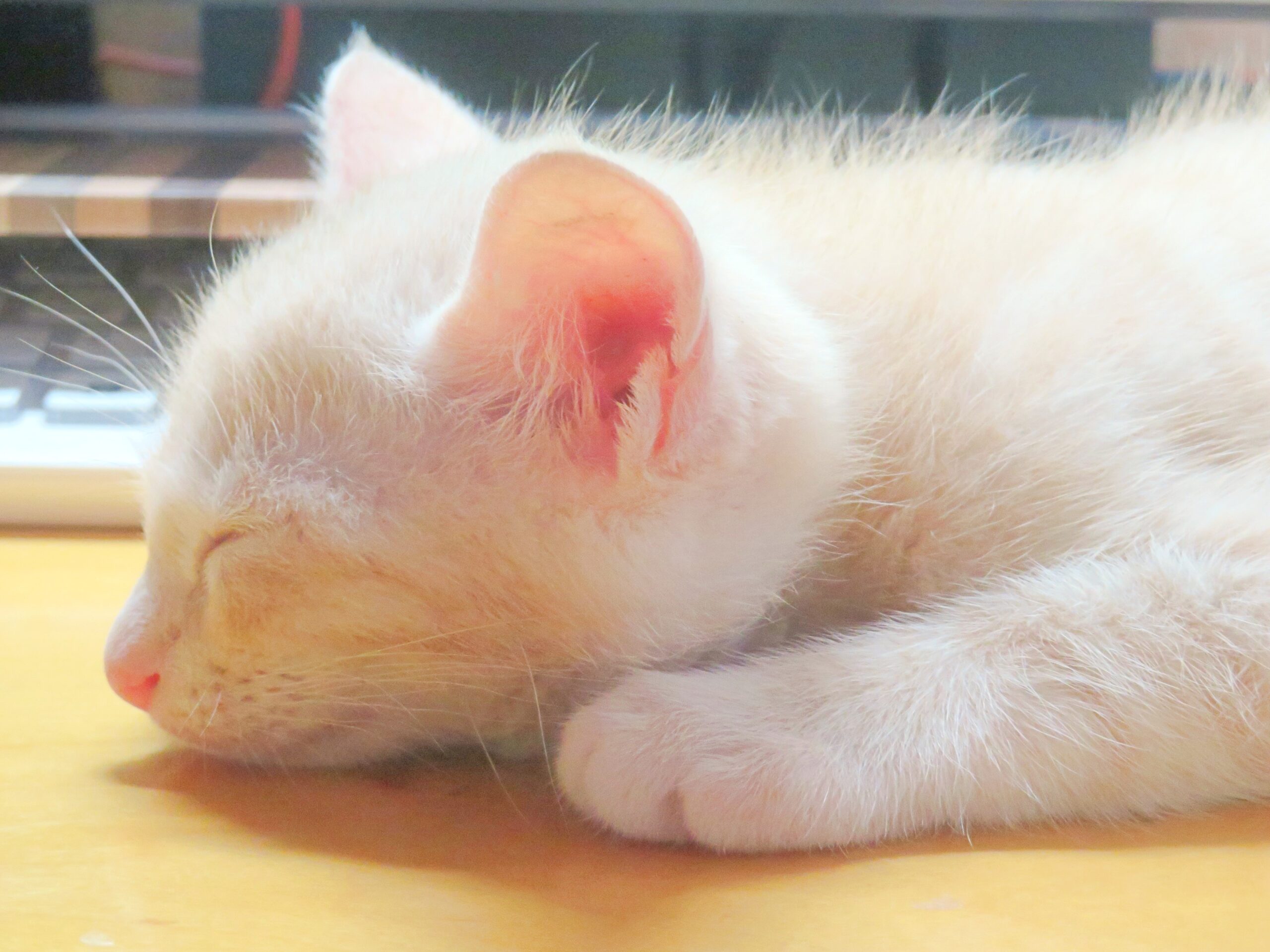 こねこ、そら、寝る