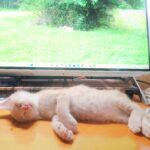 こねこ、そら、寝る