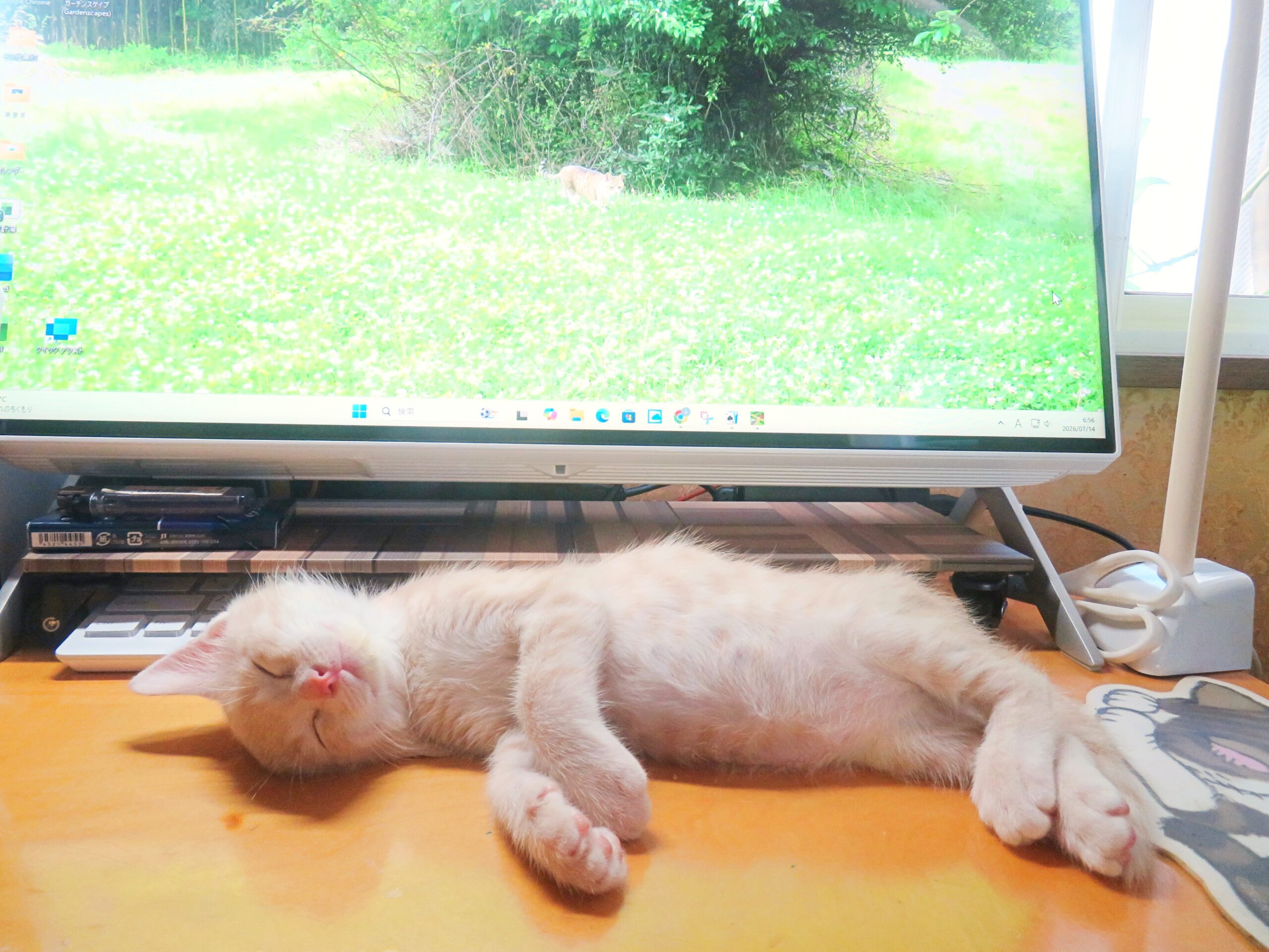こねこ、そら、寝る