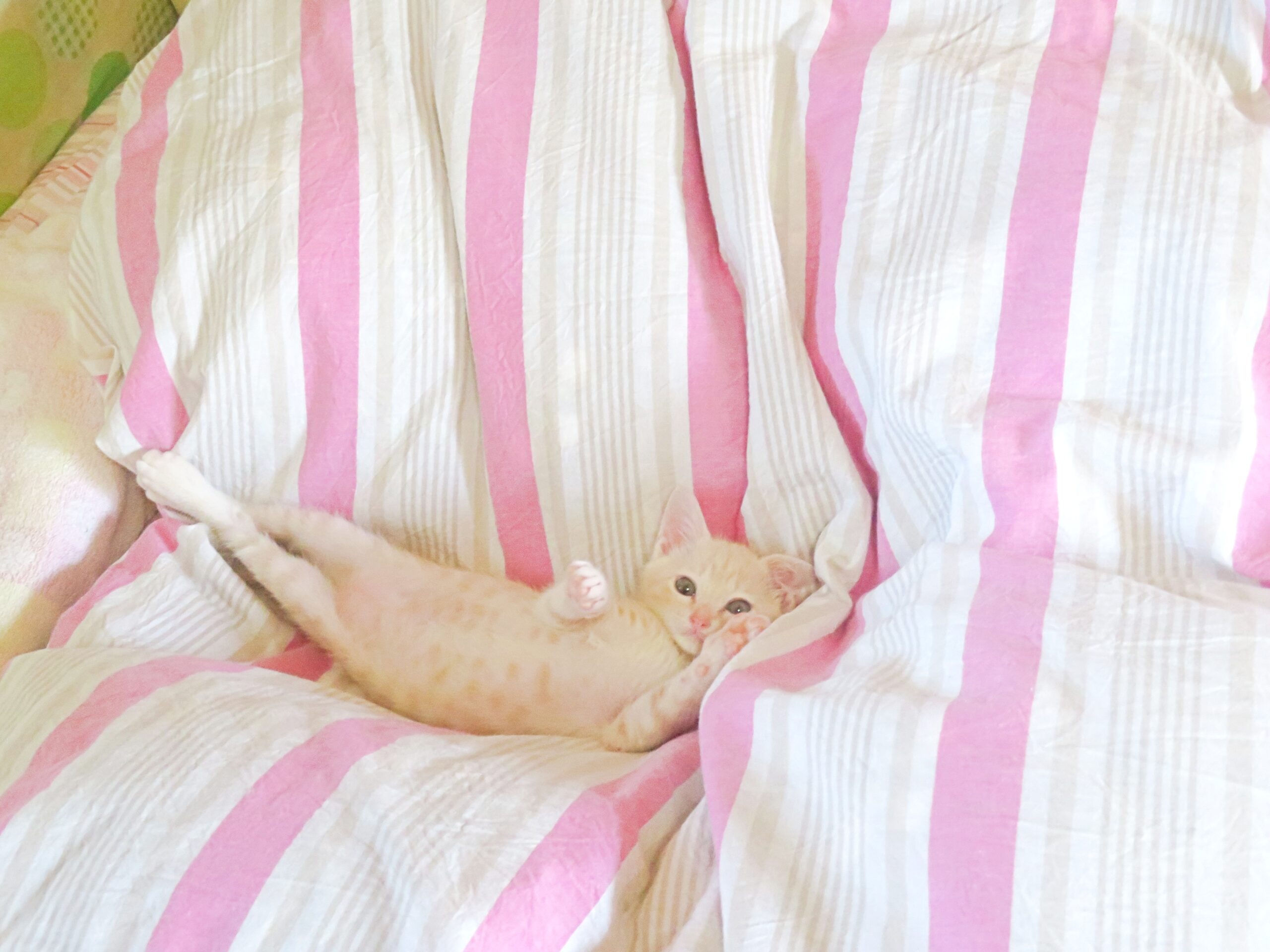 こねこ、そら、ベッド