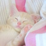 こねこ、そら、ベッド