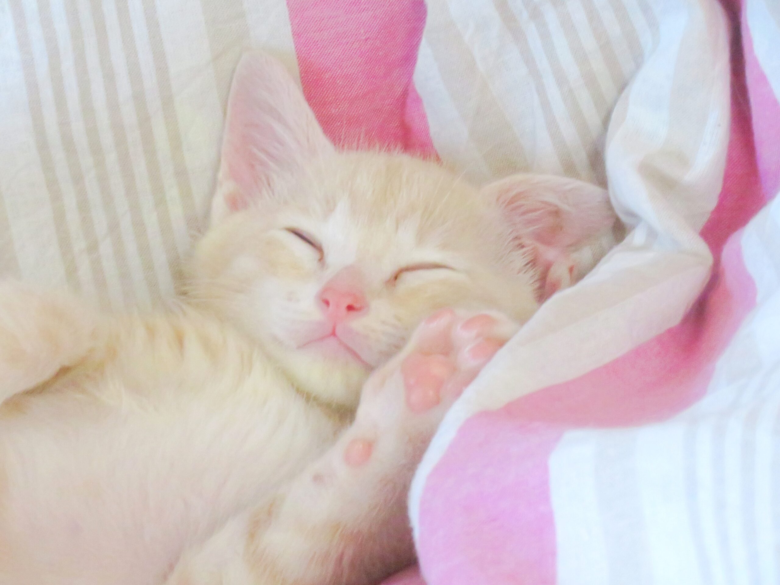 こねこ、そら、ベッド