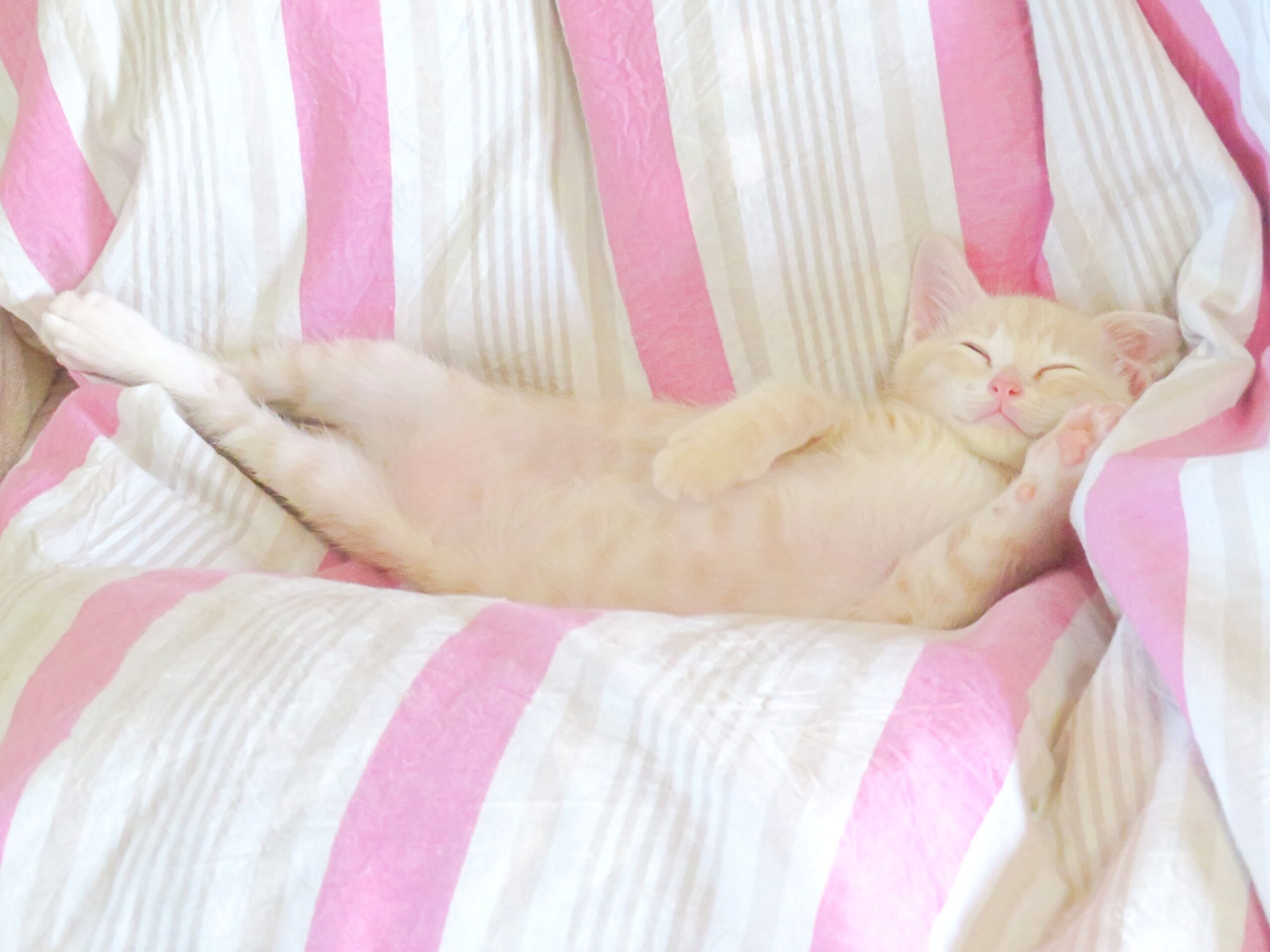 こねこ、そら、ベッド