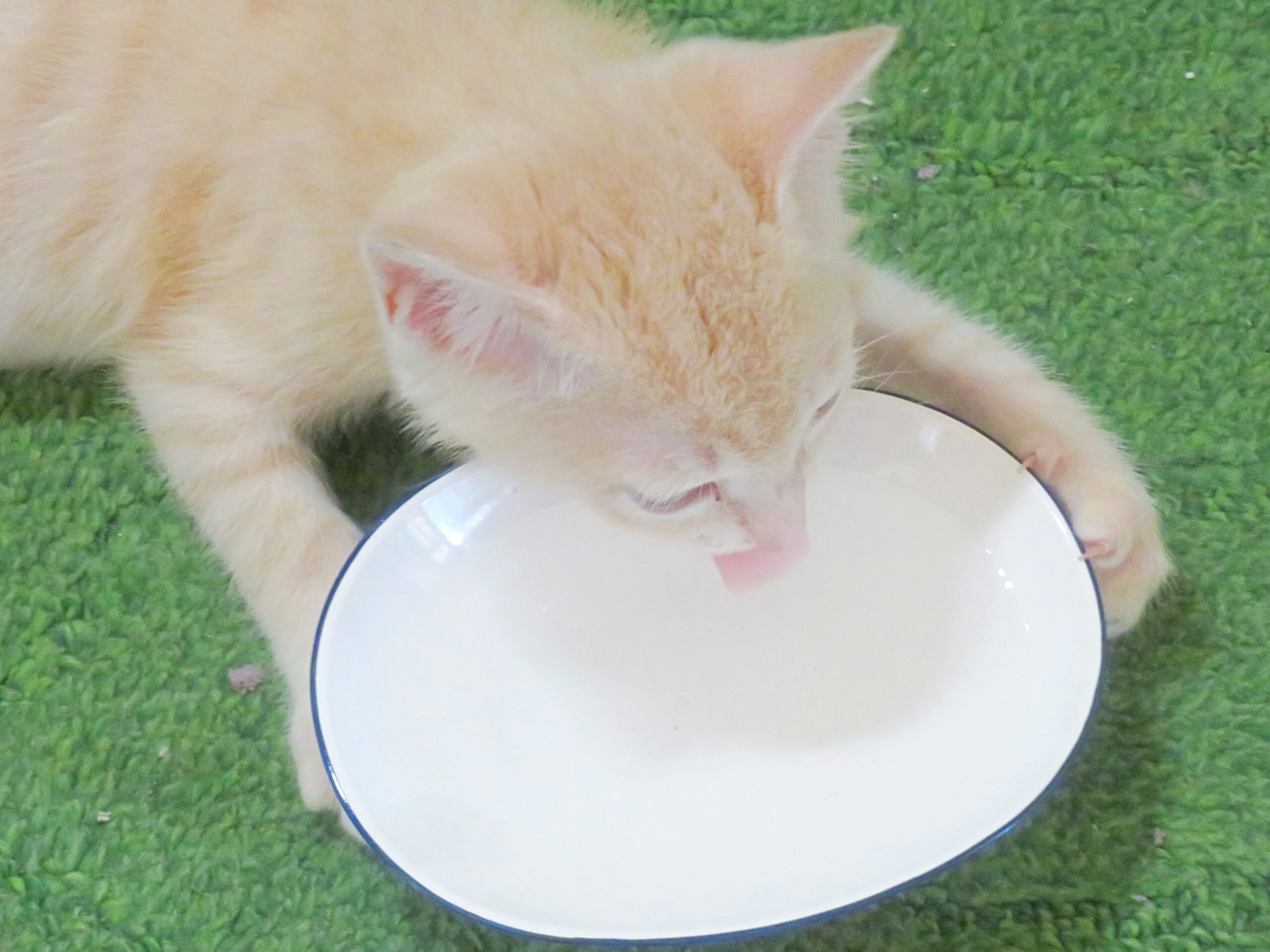 こねこ、そら、遊ぶ