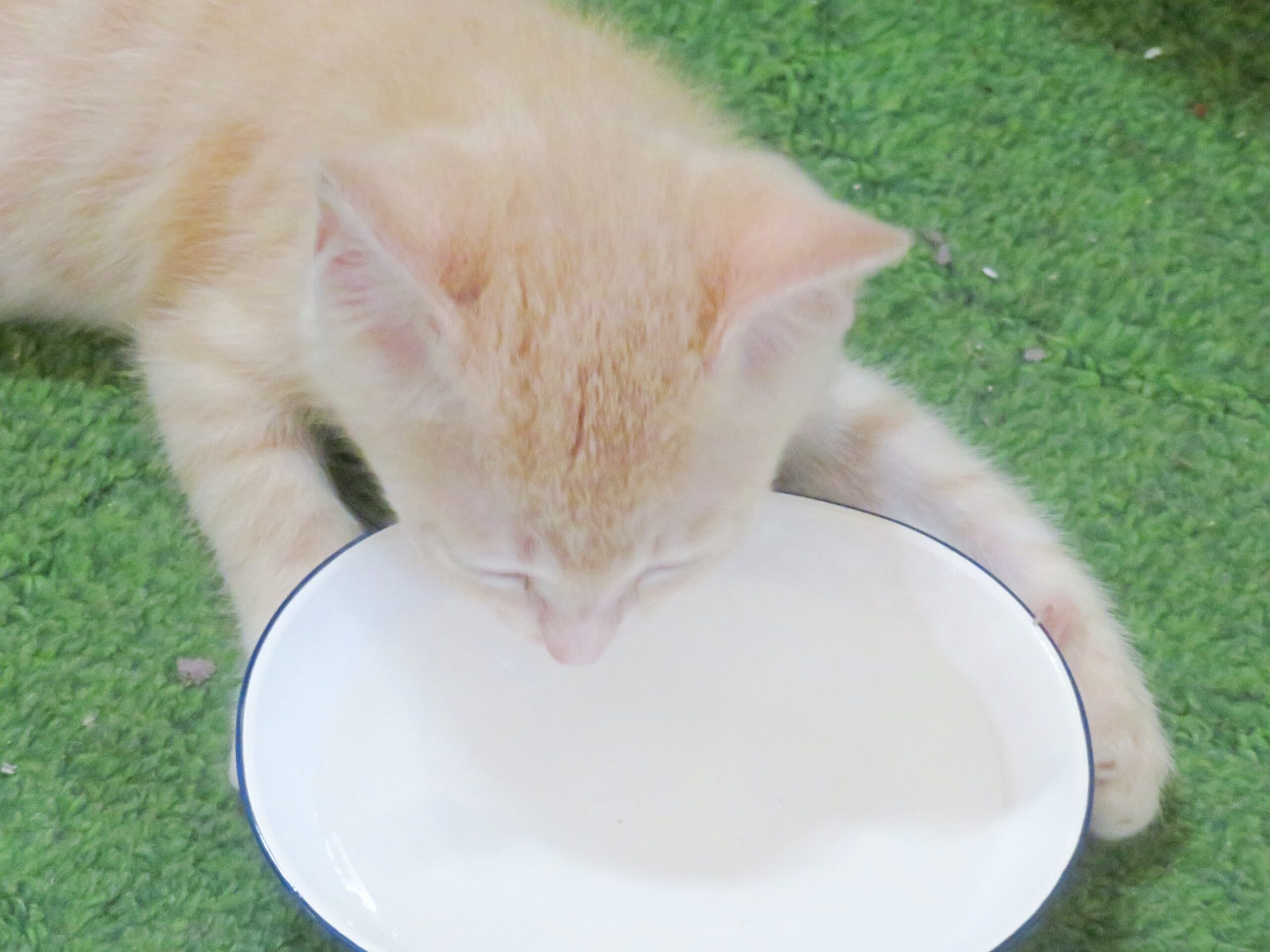 こねこ、そら、遊ぶ