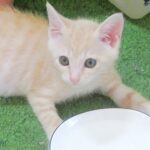 こねこ、そら、遊ぶ