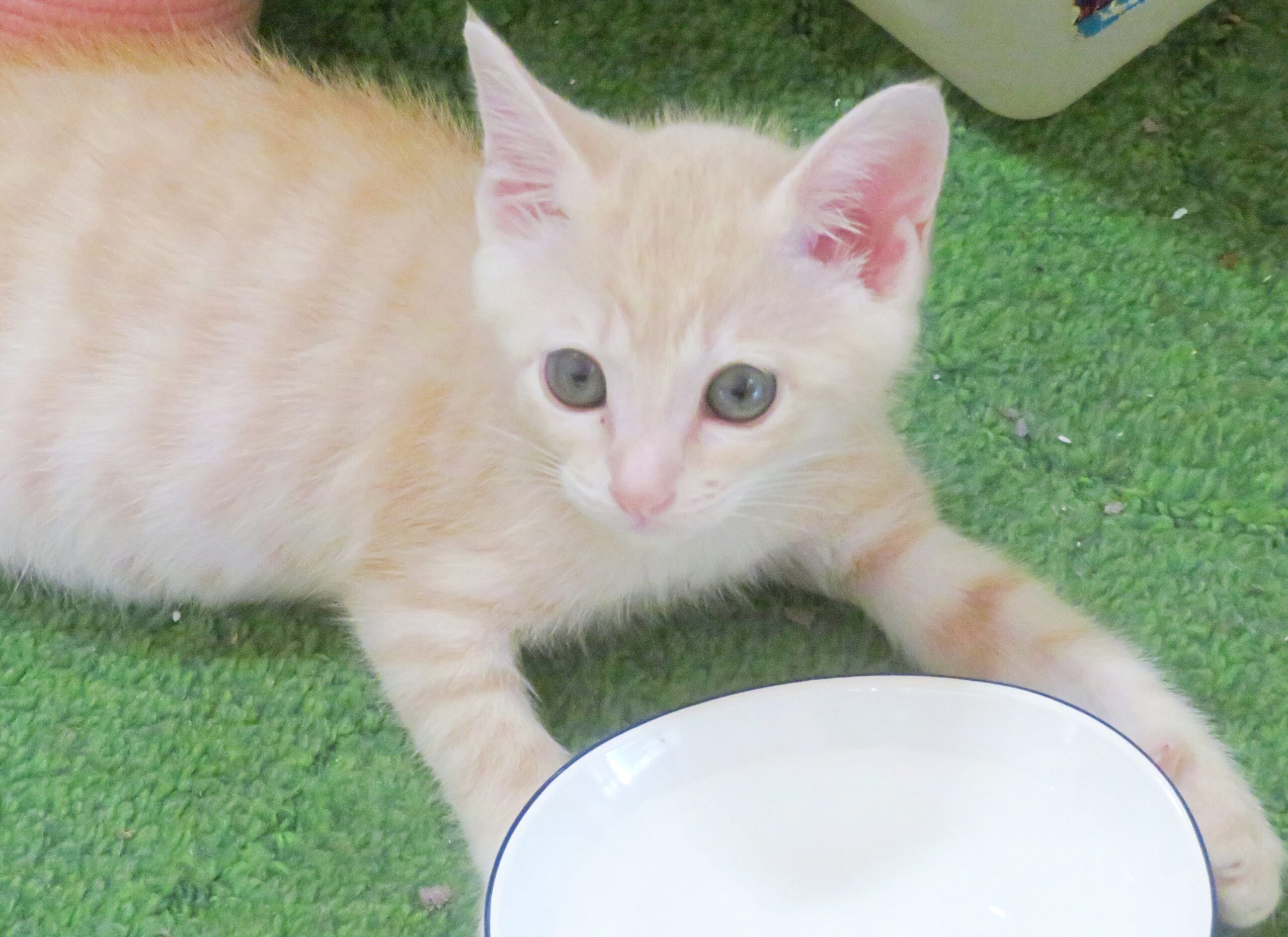 こねこ、そら、遊ぶ