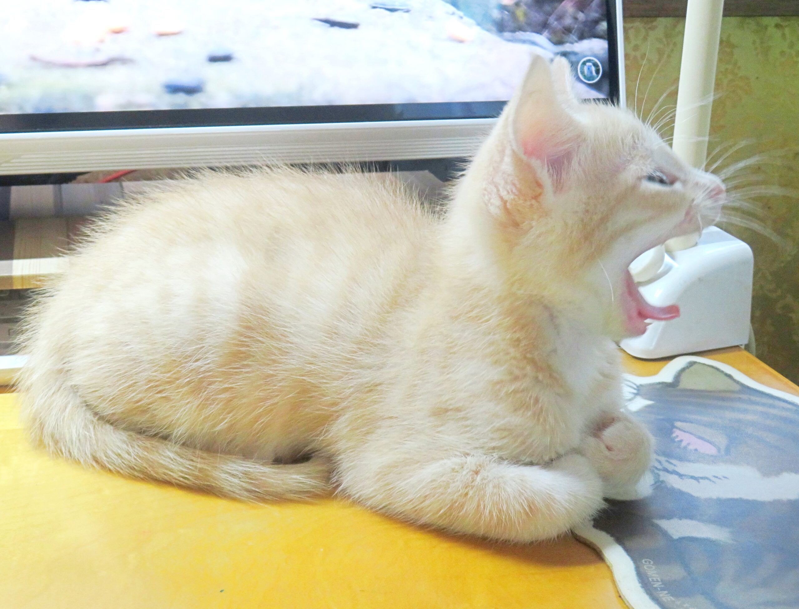 こねこ、そら、遊ぶ