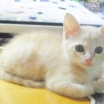 こねこ、そら、遊ぶ