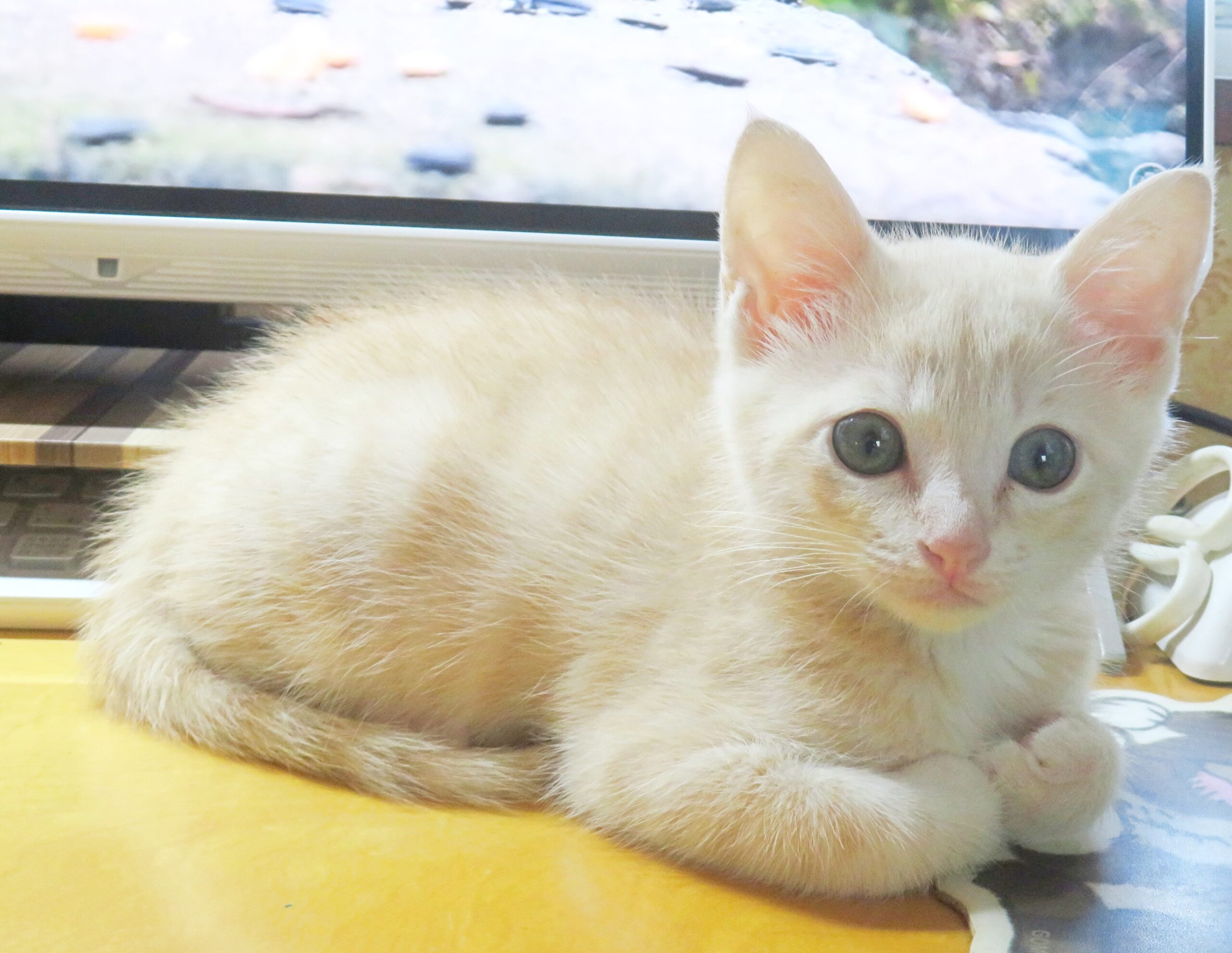 こねこ、そら、遊ぶ