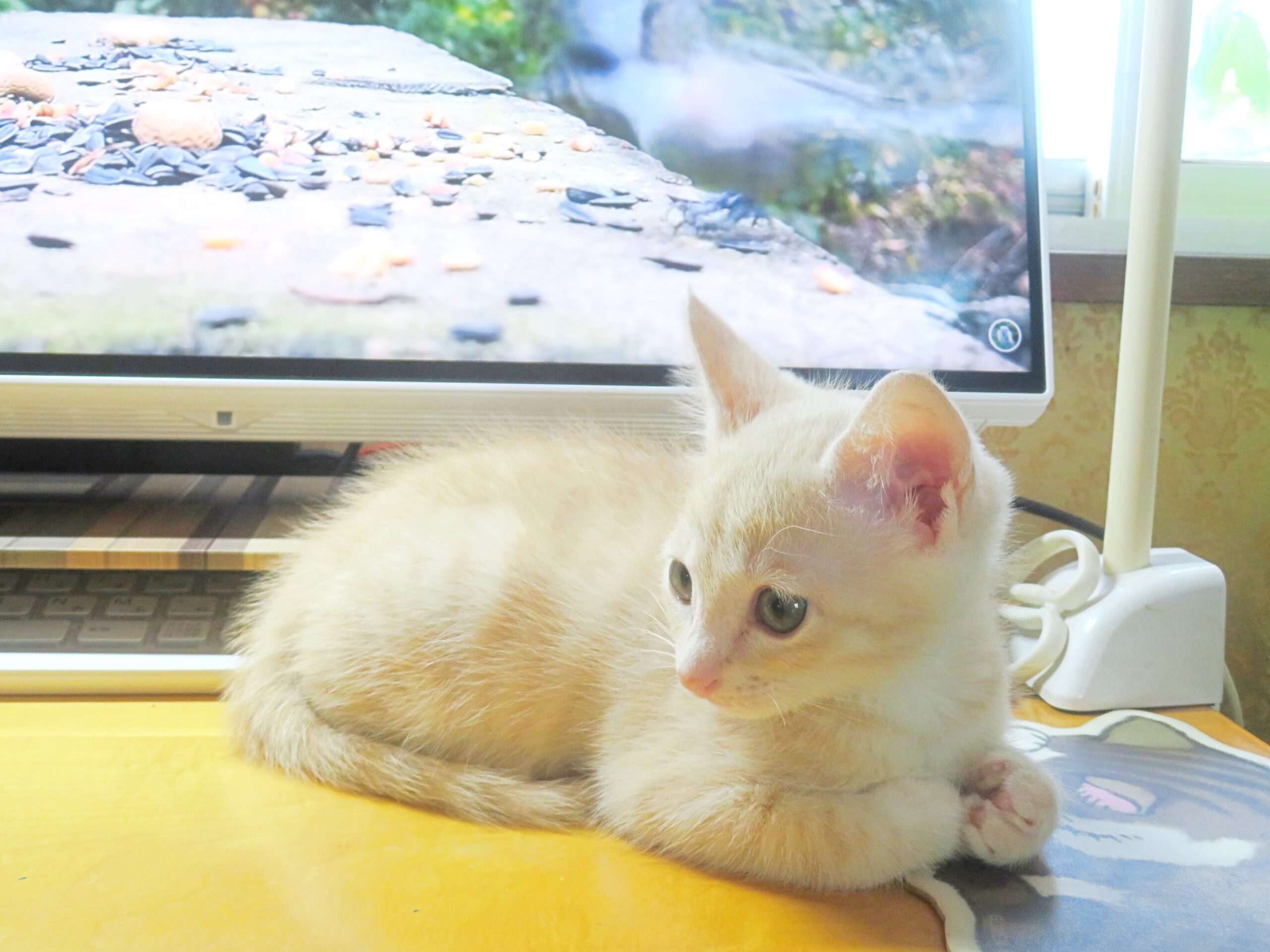 こねこ、そら、遊ぶ