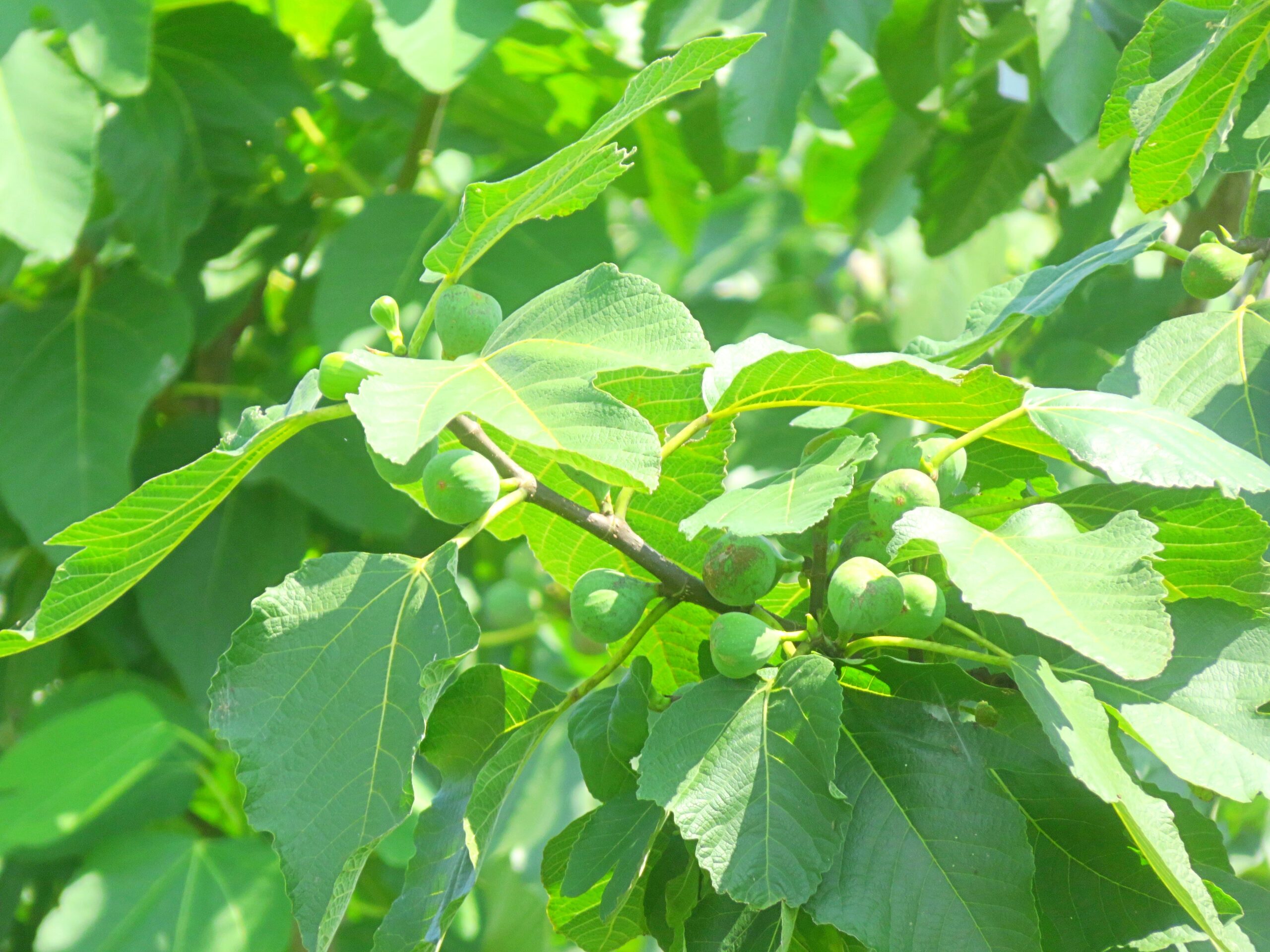 土用のイチジク（無花果）