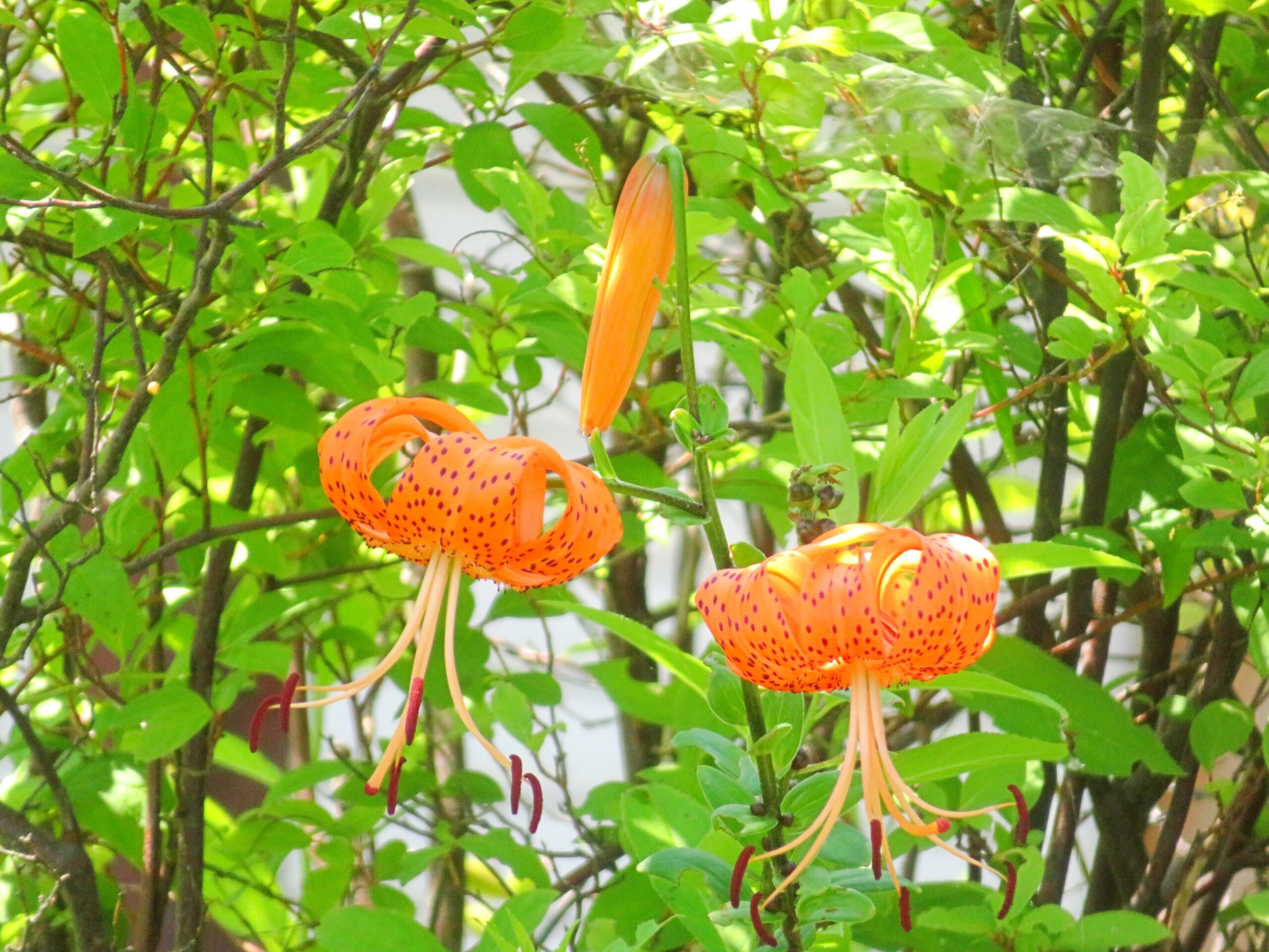 鬼百合