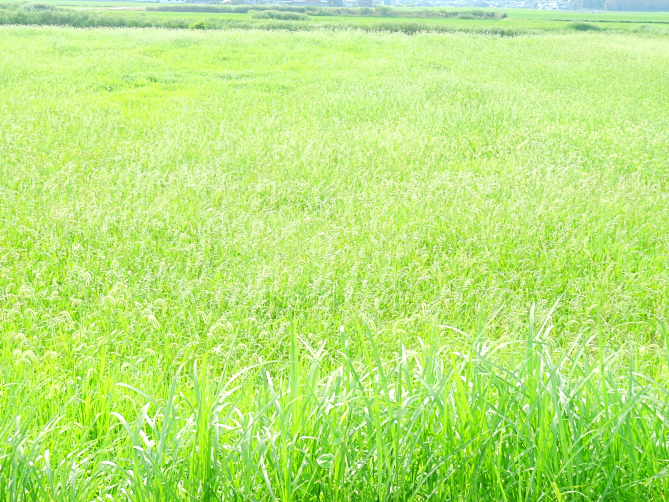 7月の草叢