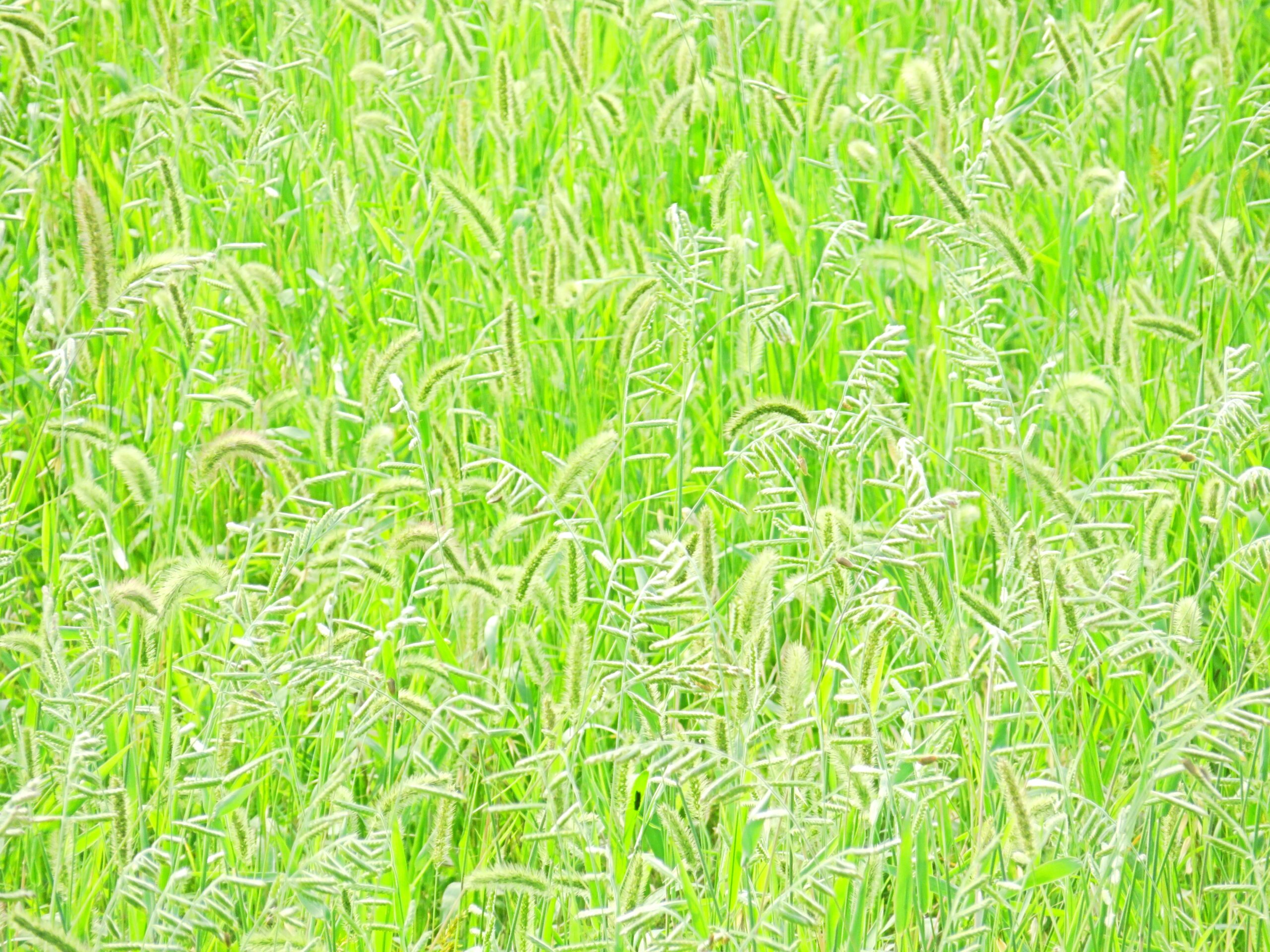 7月の草叢