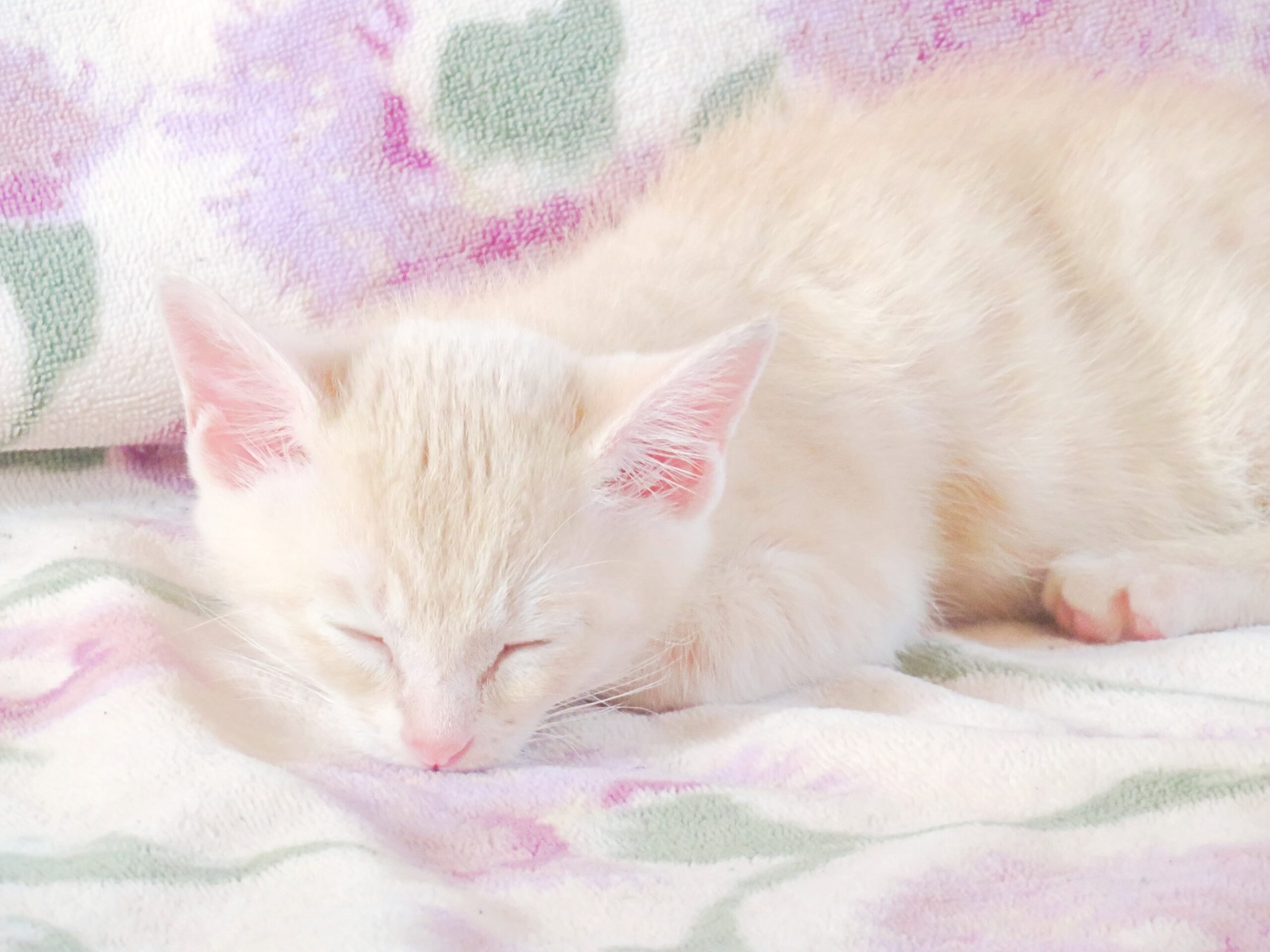 こねこ、そら、寝る