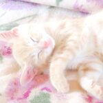 こねこ、そら、寝る