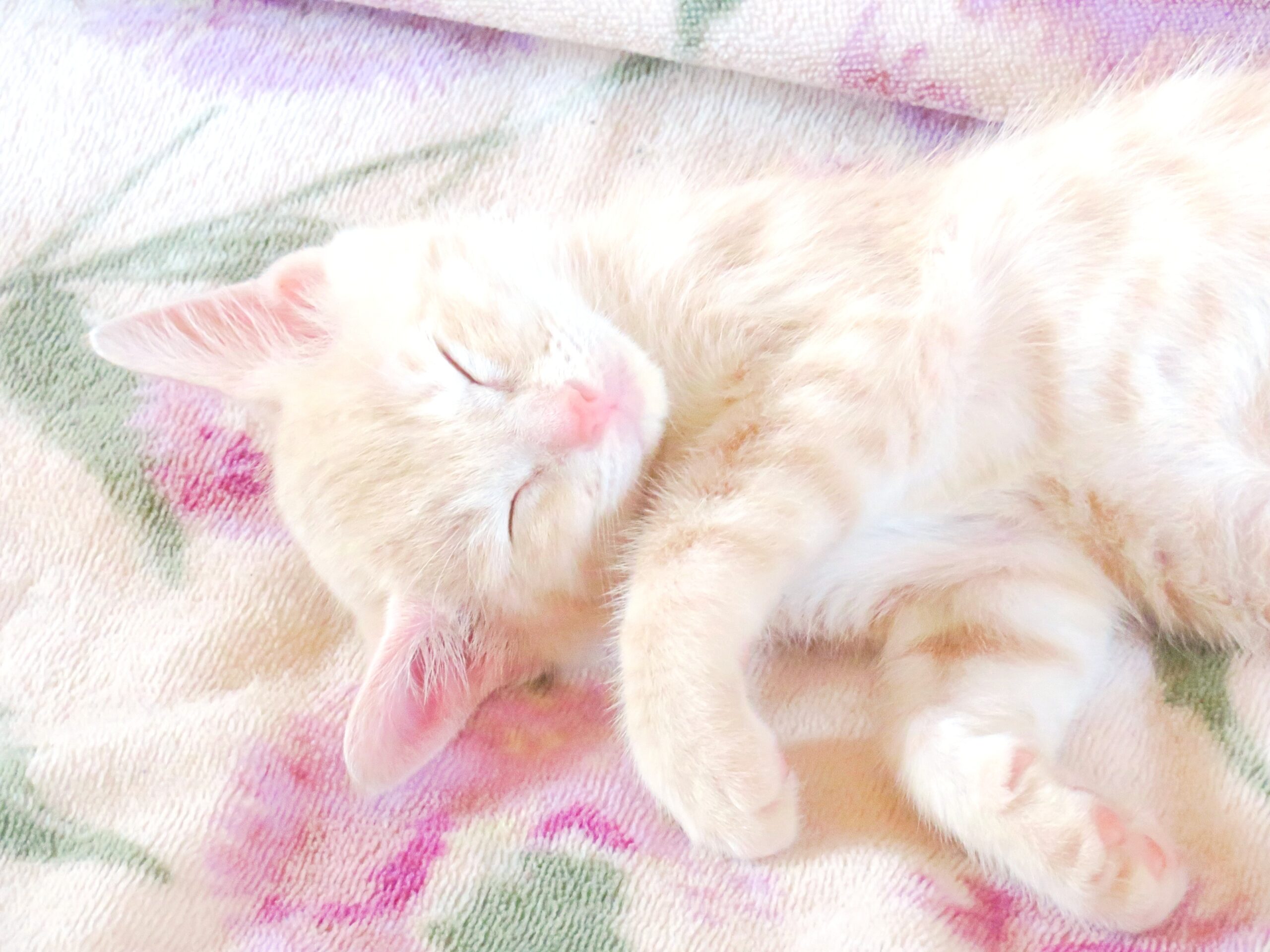 こねこ、そら、寝る