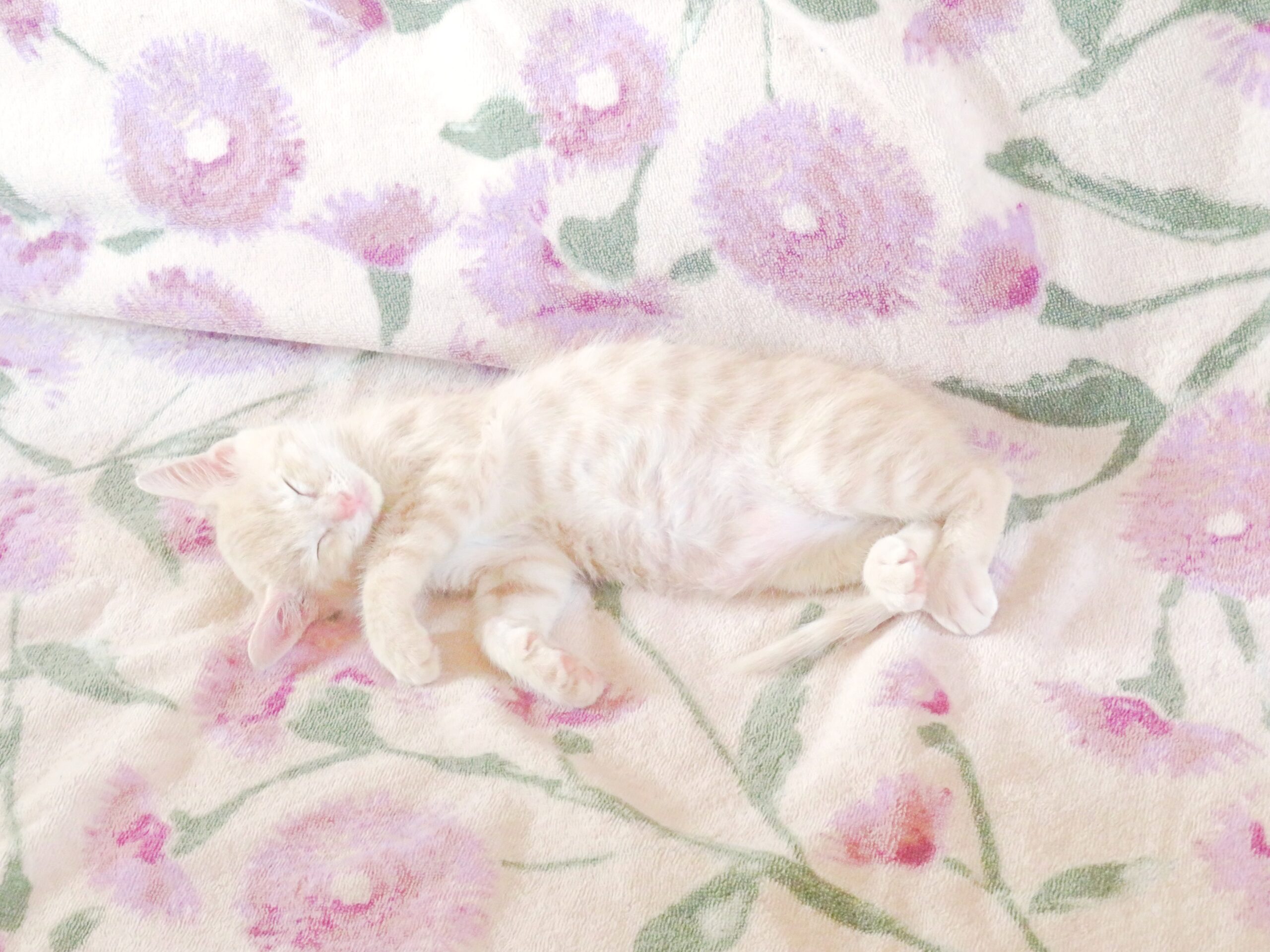 こねこ、そら、寝る