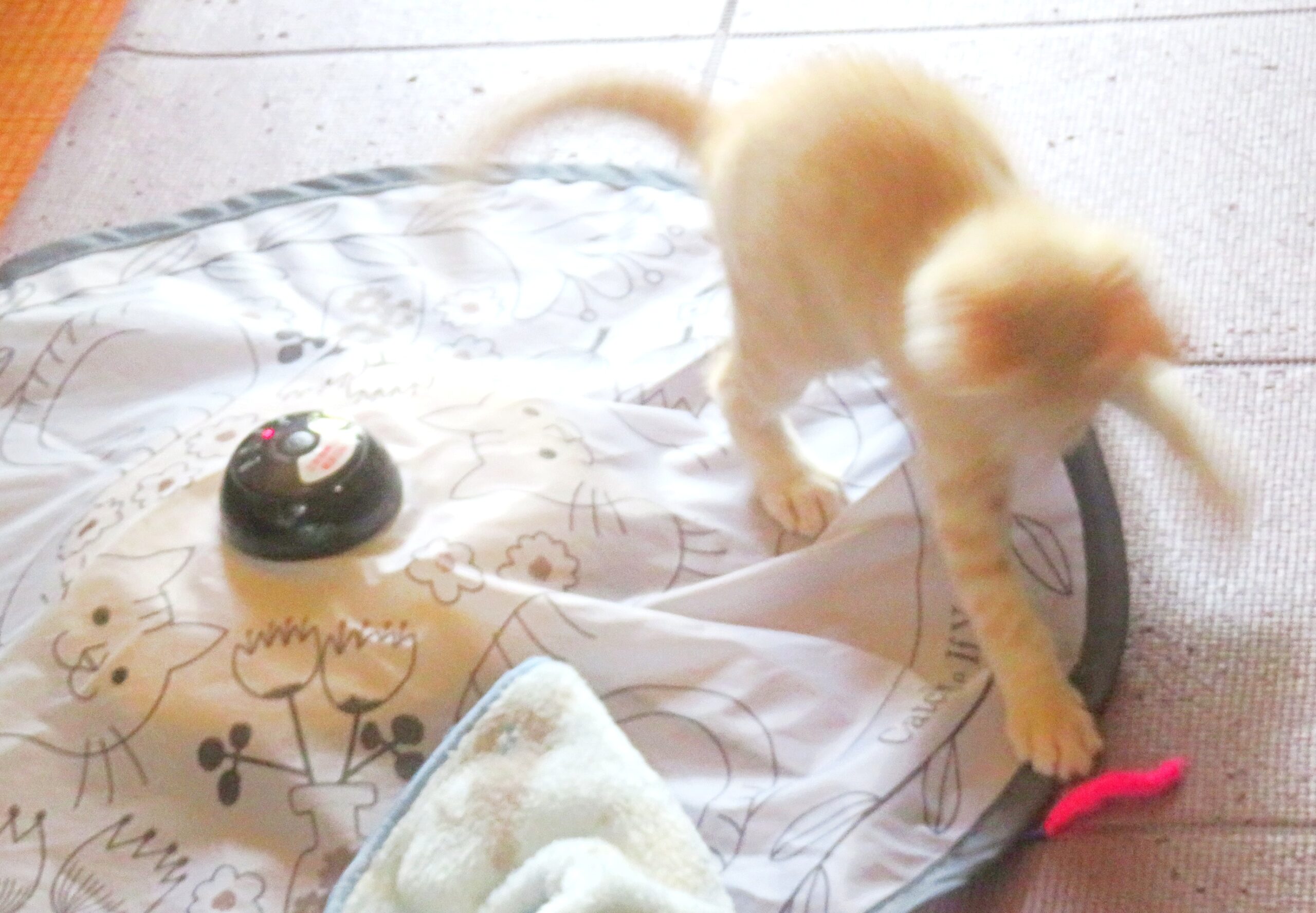 こねこ、そら、遊ぶ