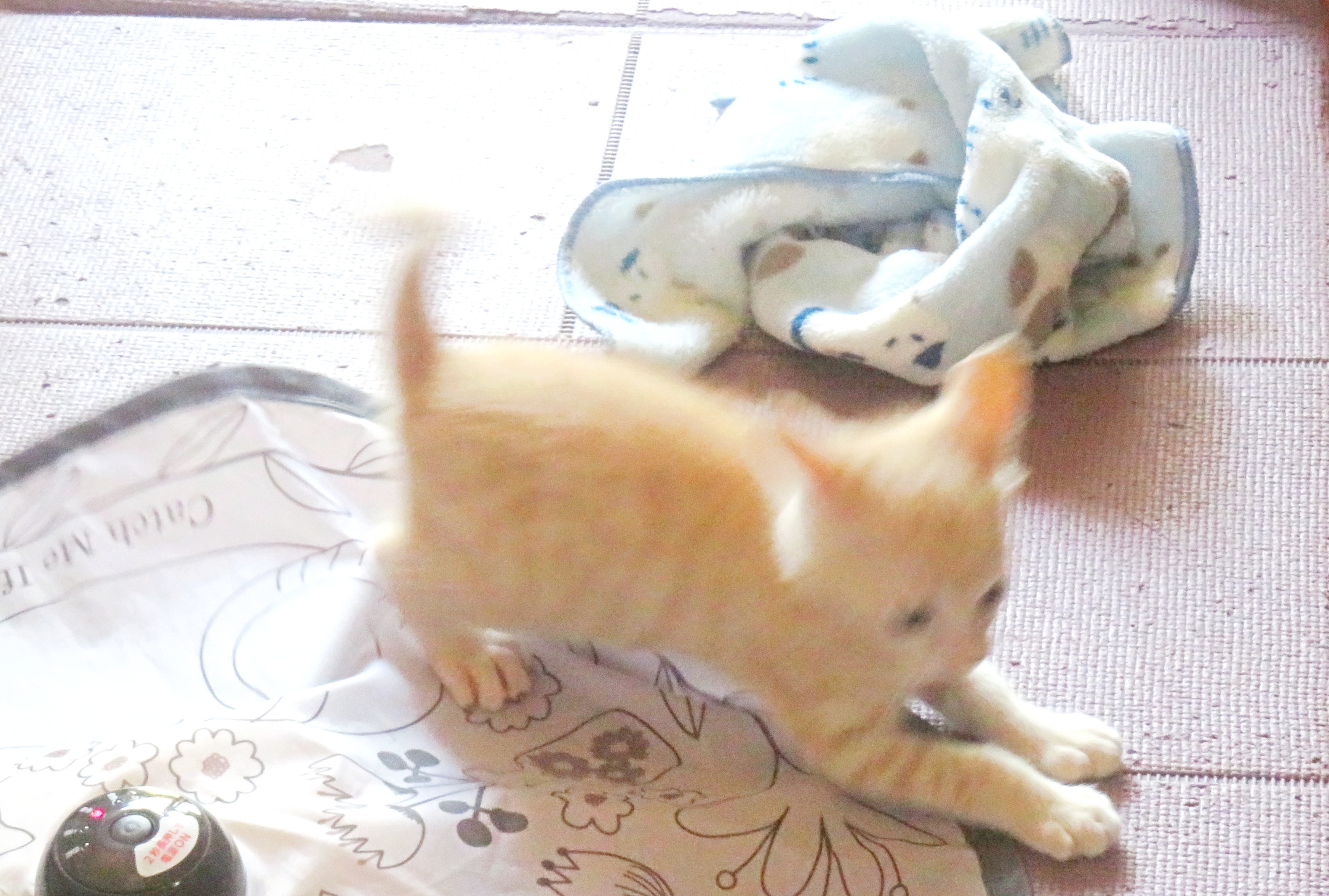 こねこ、そら、遊ぶ