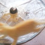 こねこ、そら、遊ぶ