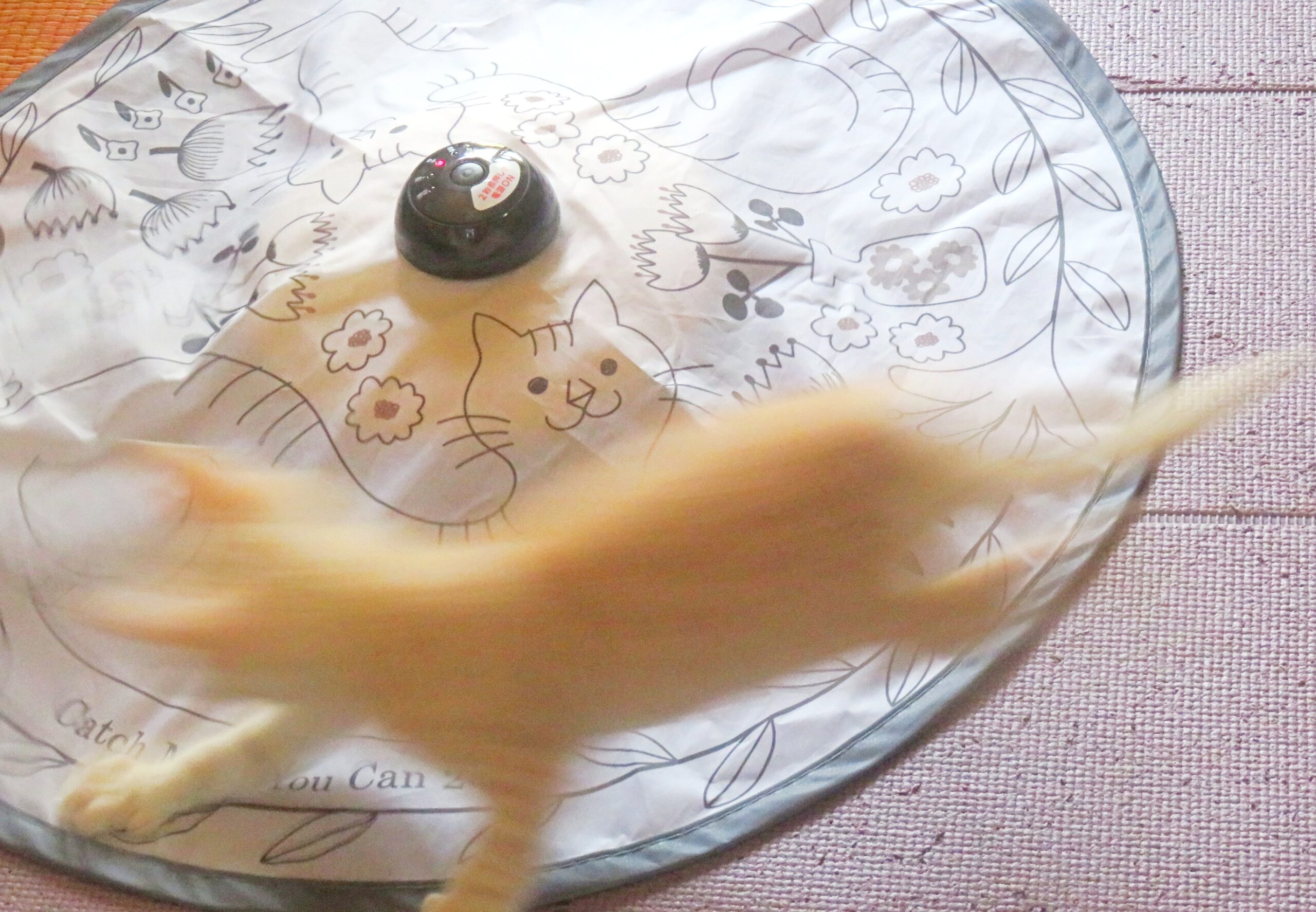 こねこ、そら、遊ぶ