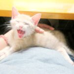 こねこ、そら、寝る