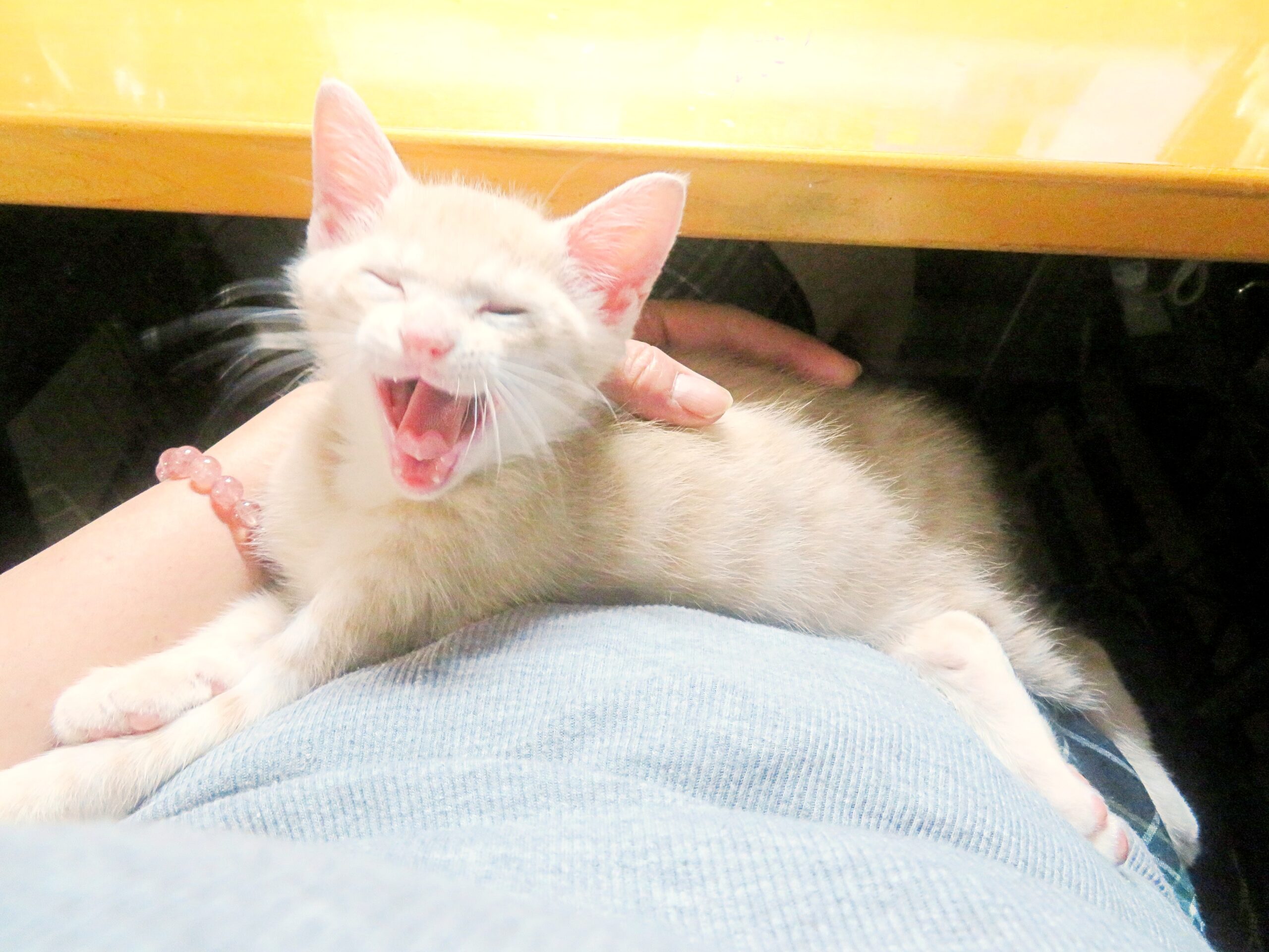 こねこ、そら、寝る
