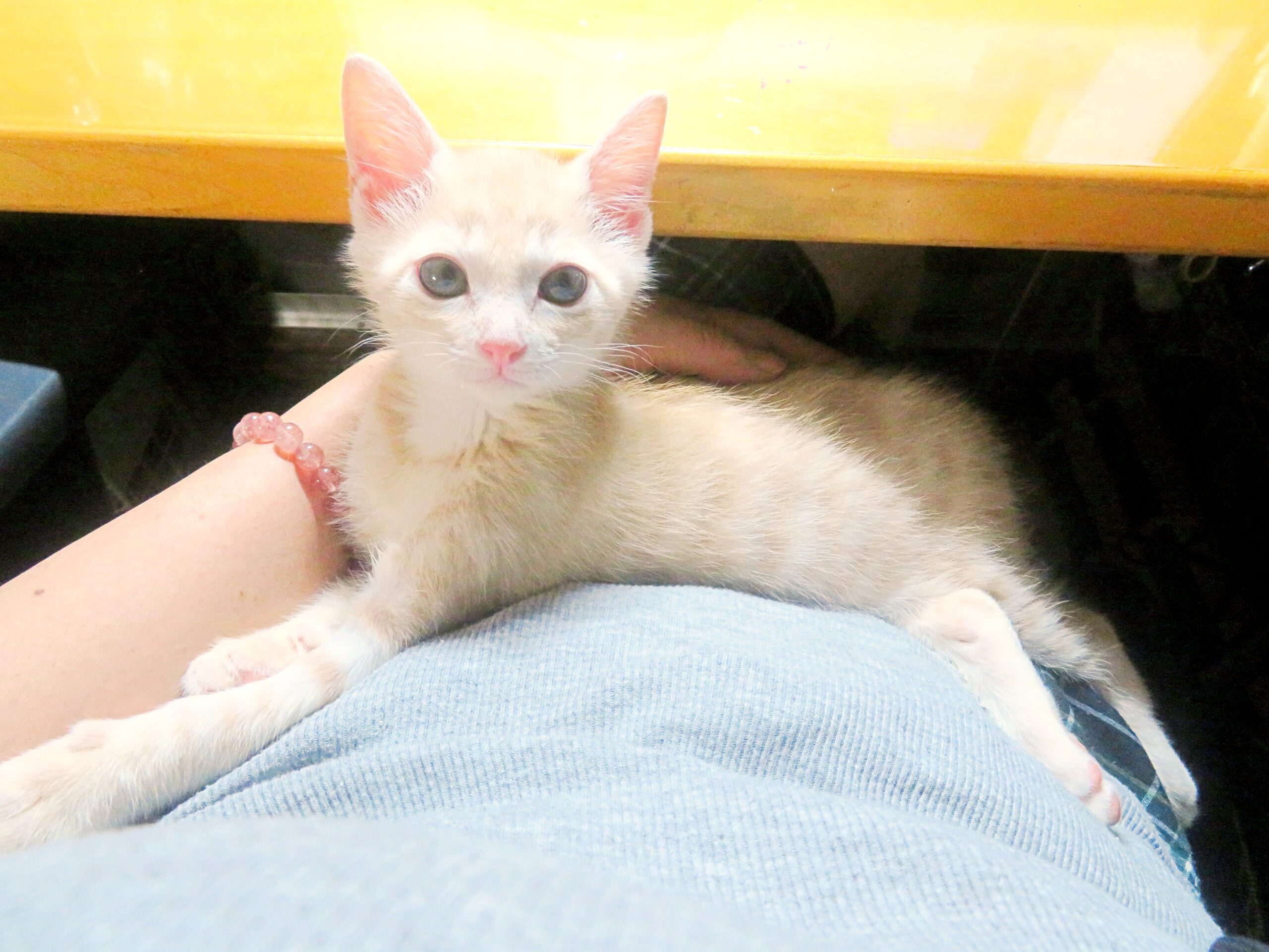 こねこ、そら、寝る