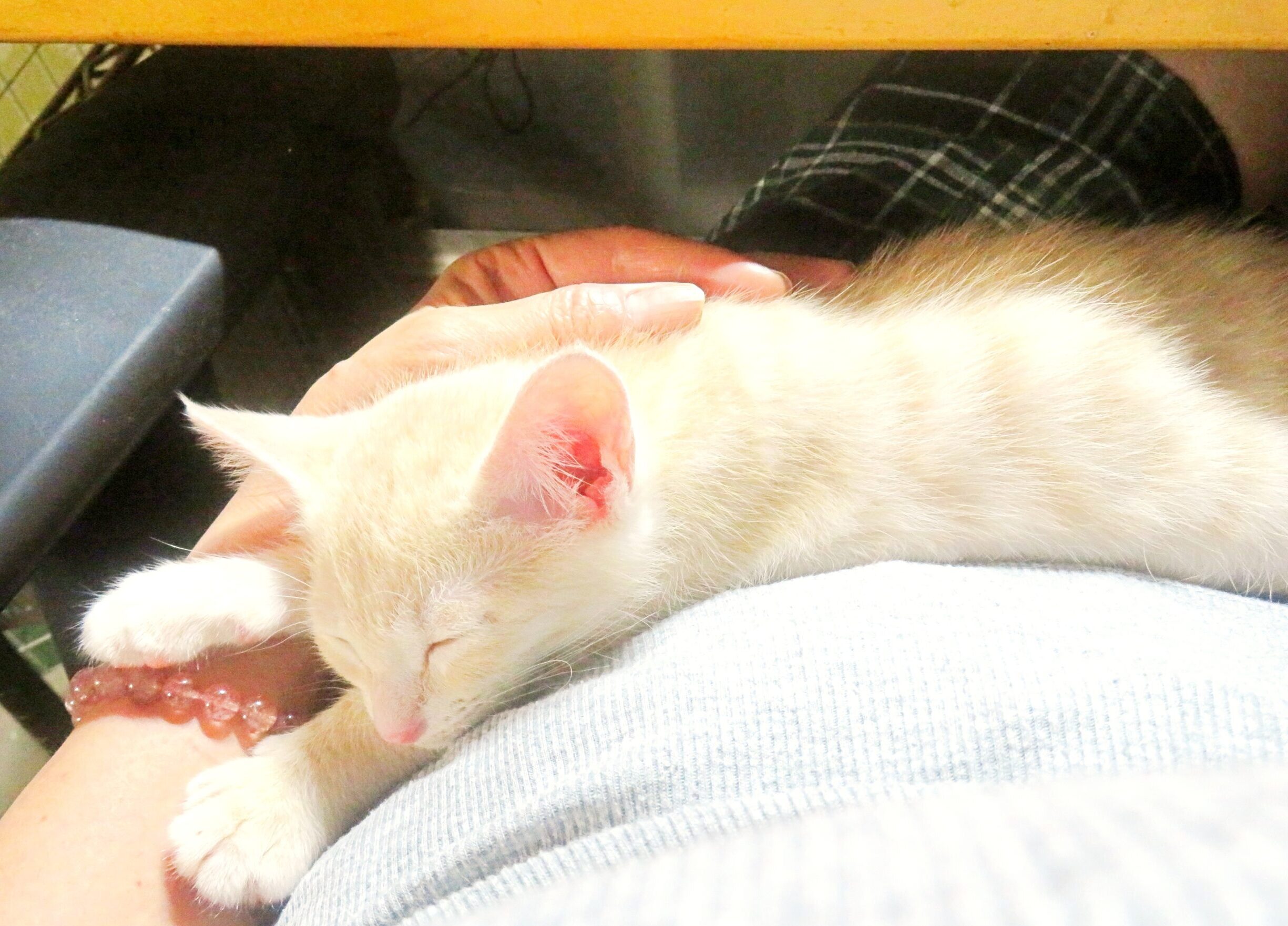 こねこ、そら、寝る